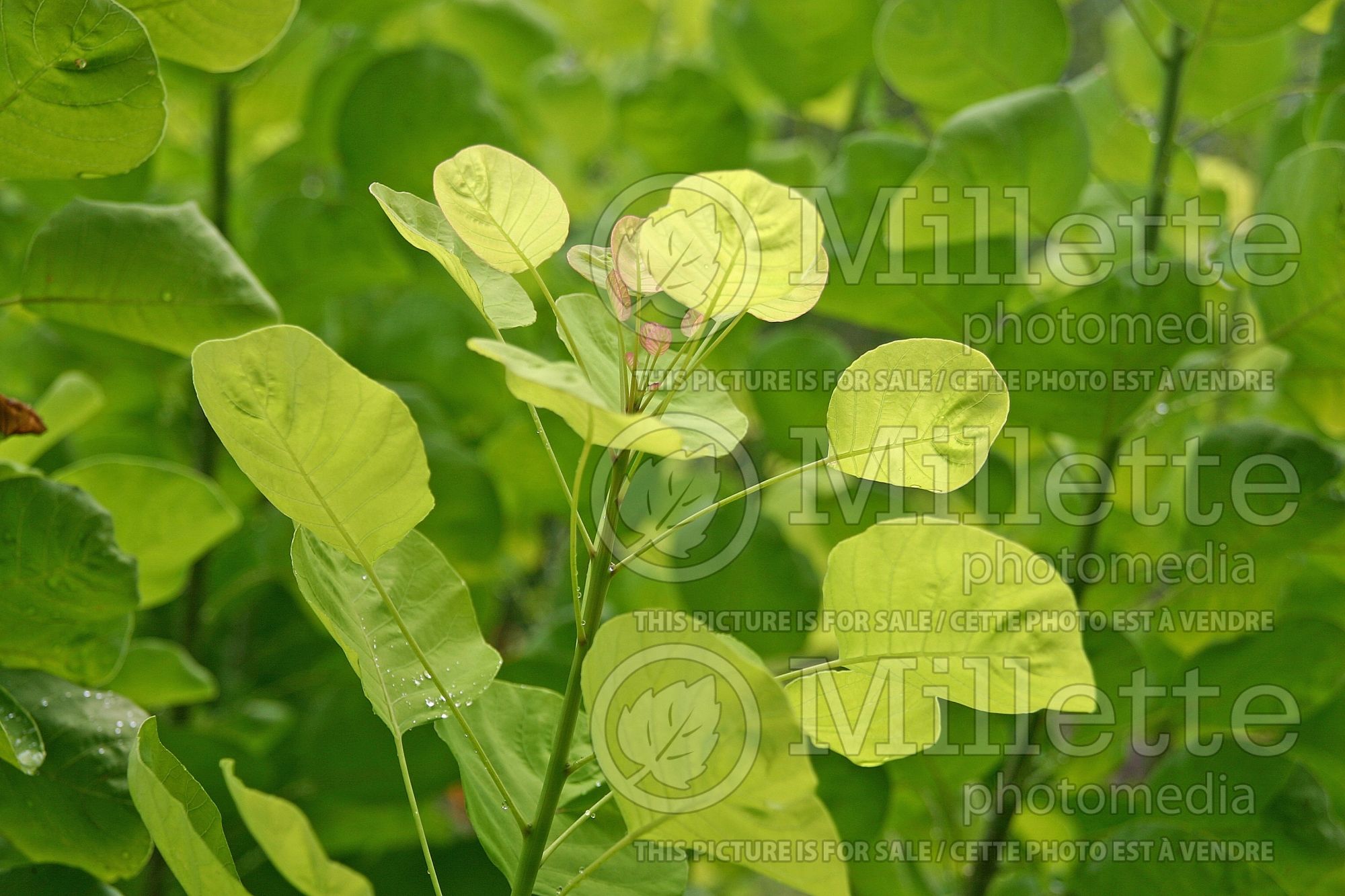 Cotinus Golden Spirit aka Ancot (Smoketree) 6