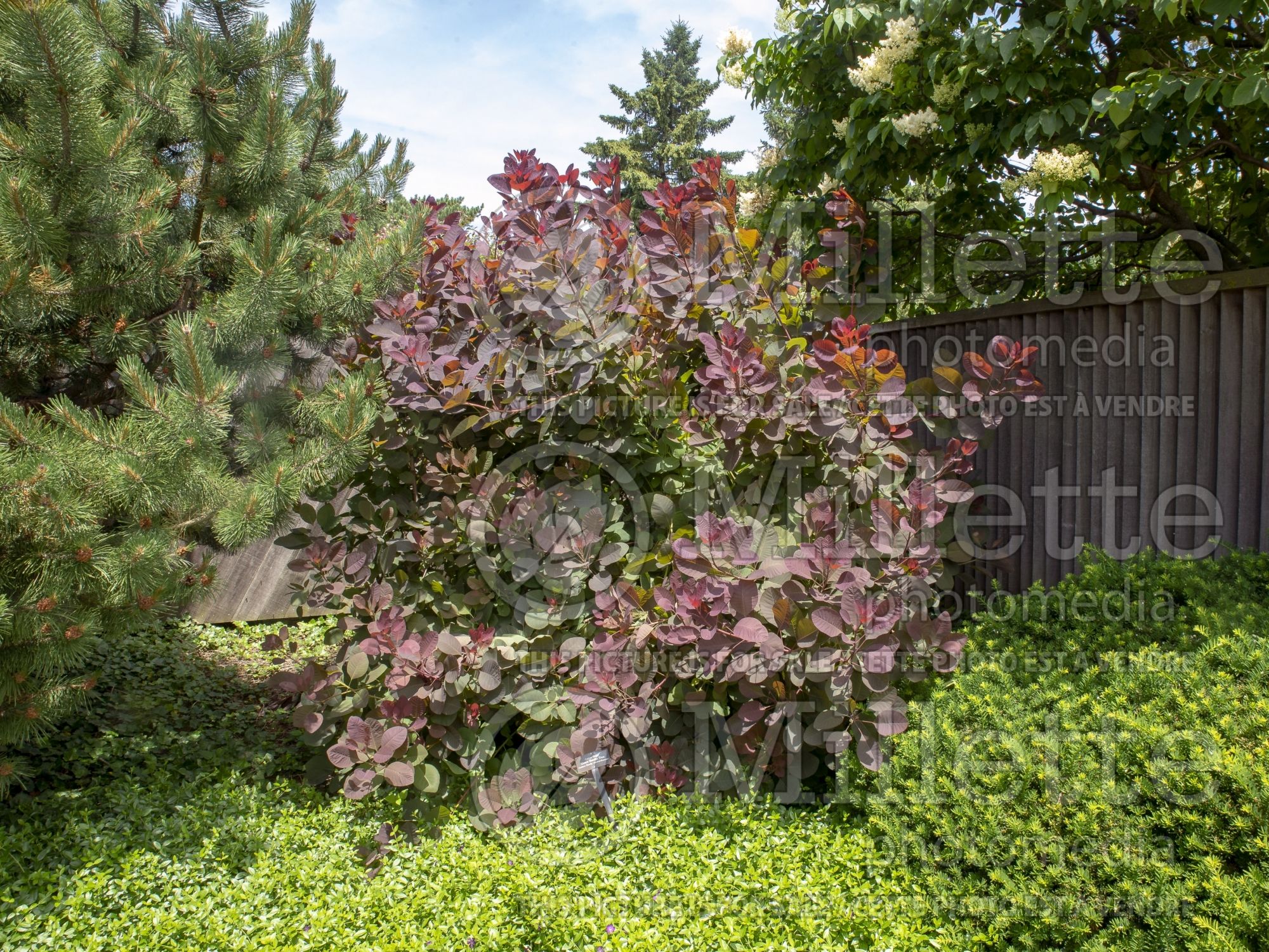 Cotinus Grace (Purple Smoke Bush) 4