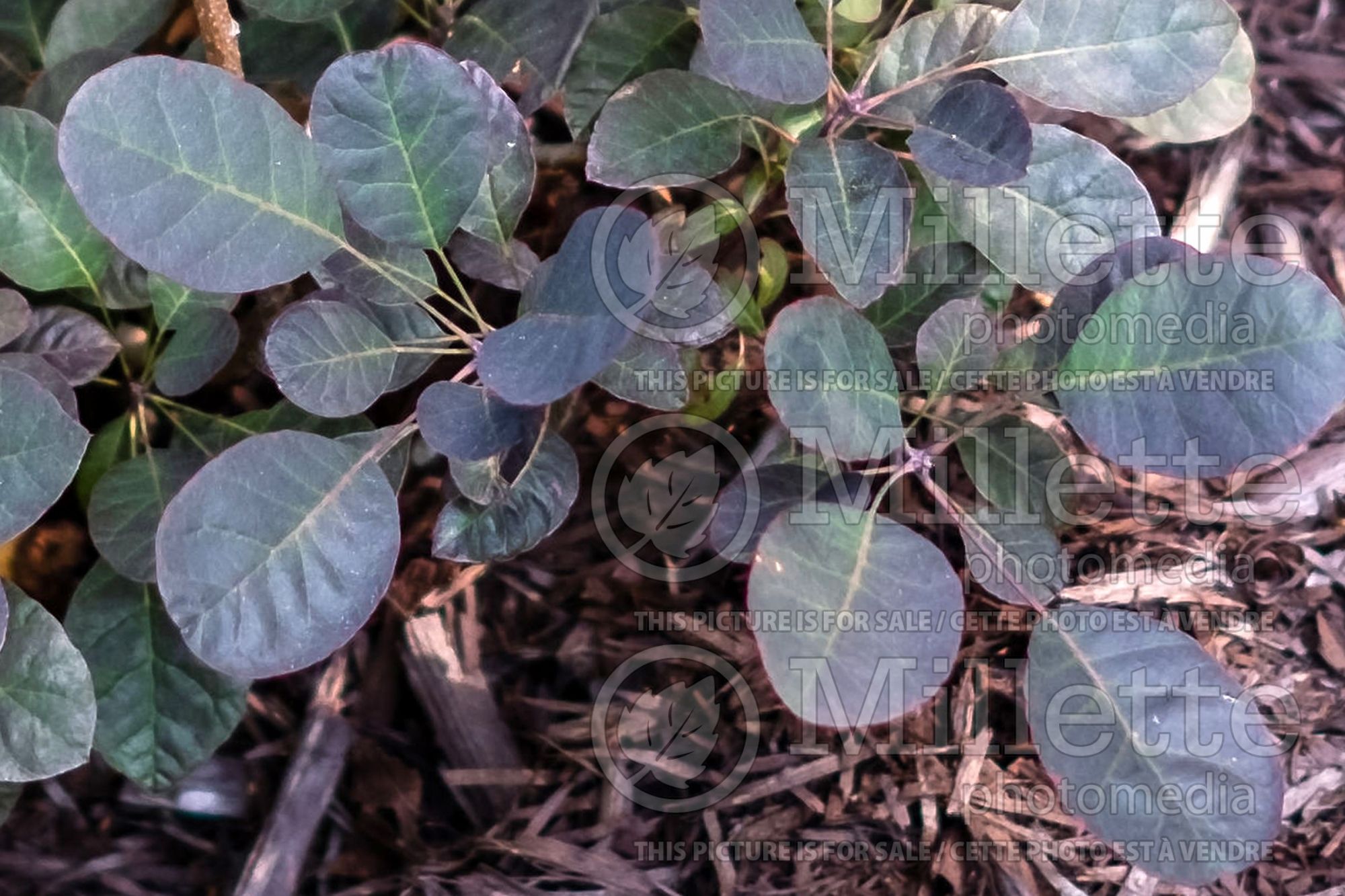 Cotinus Velveteeny Dwarf (Purple Smokebush) 2