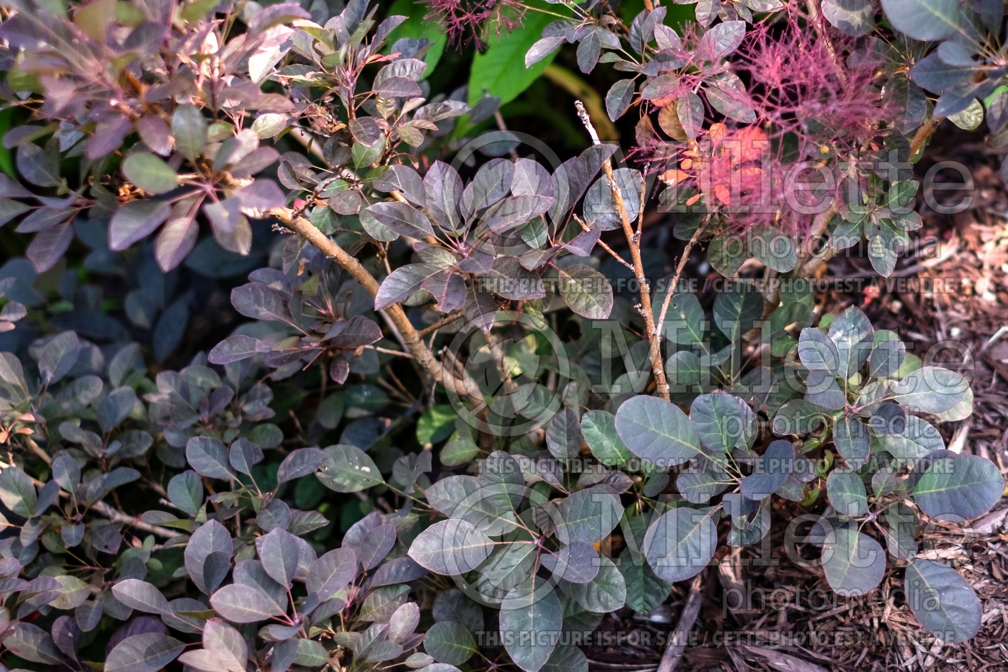 Cotinus Velveteeny Dwarf (Purple Smokebush) 1
