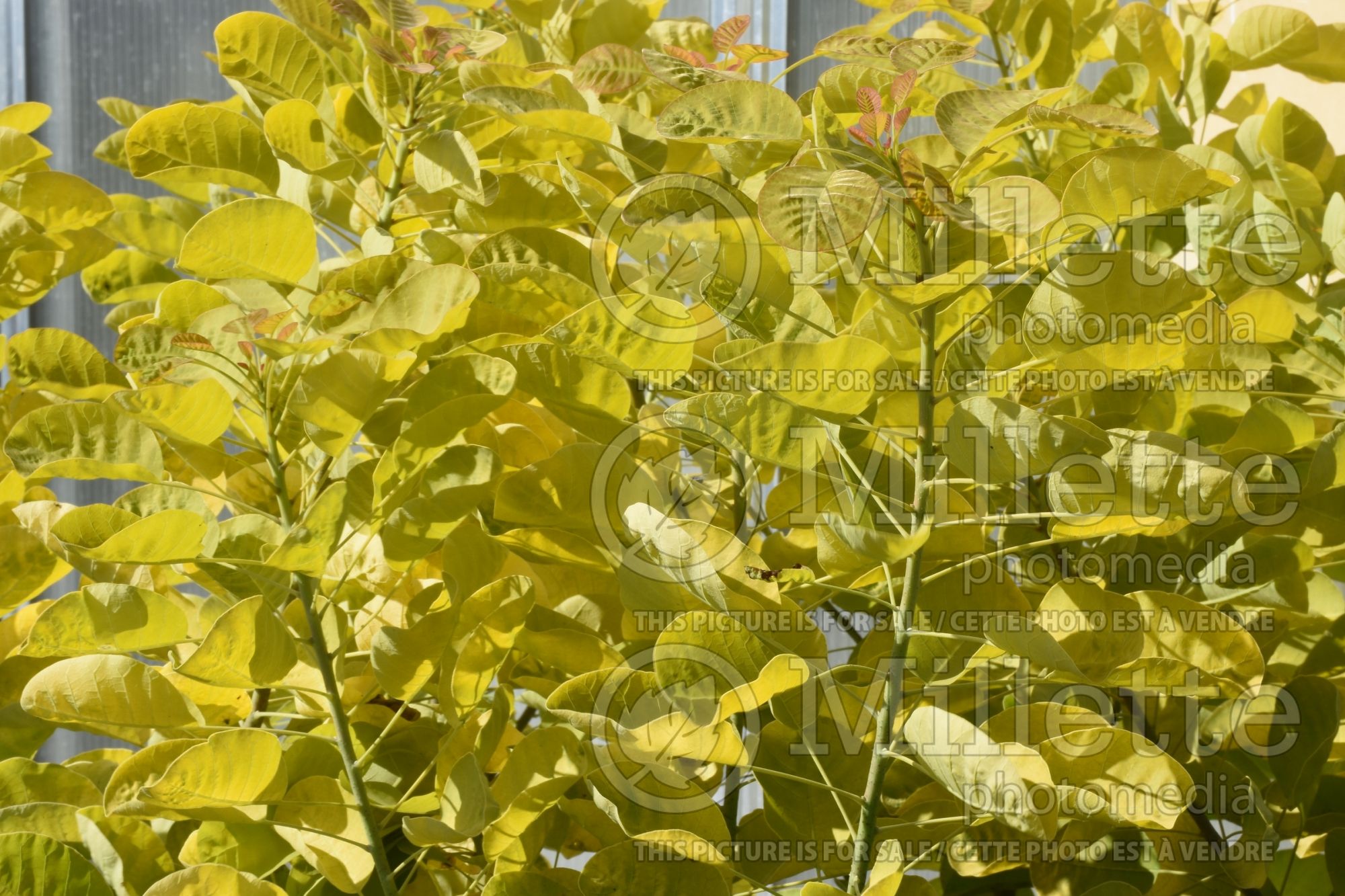 Cotinus Winecraft Gold (Smoketree) 1
