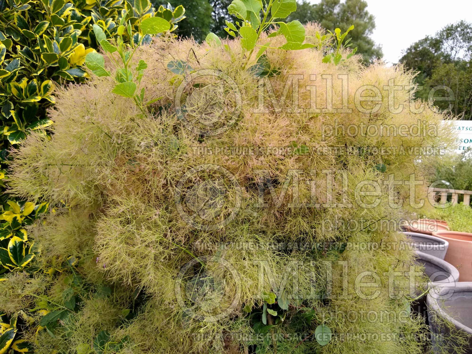 Cotinus Young Lady (Smoketree) 4