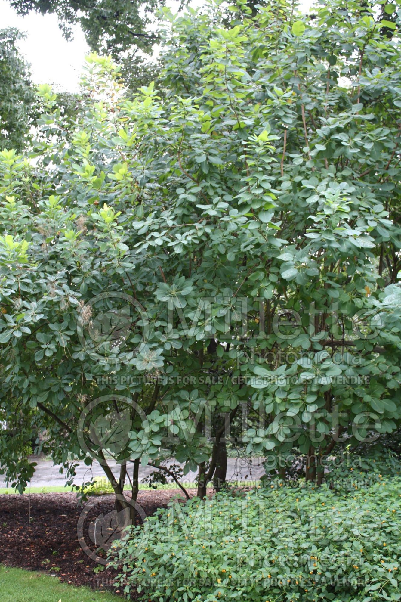 Cotinus obovatus (Purple Smoke Bush) 6