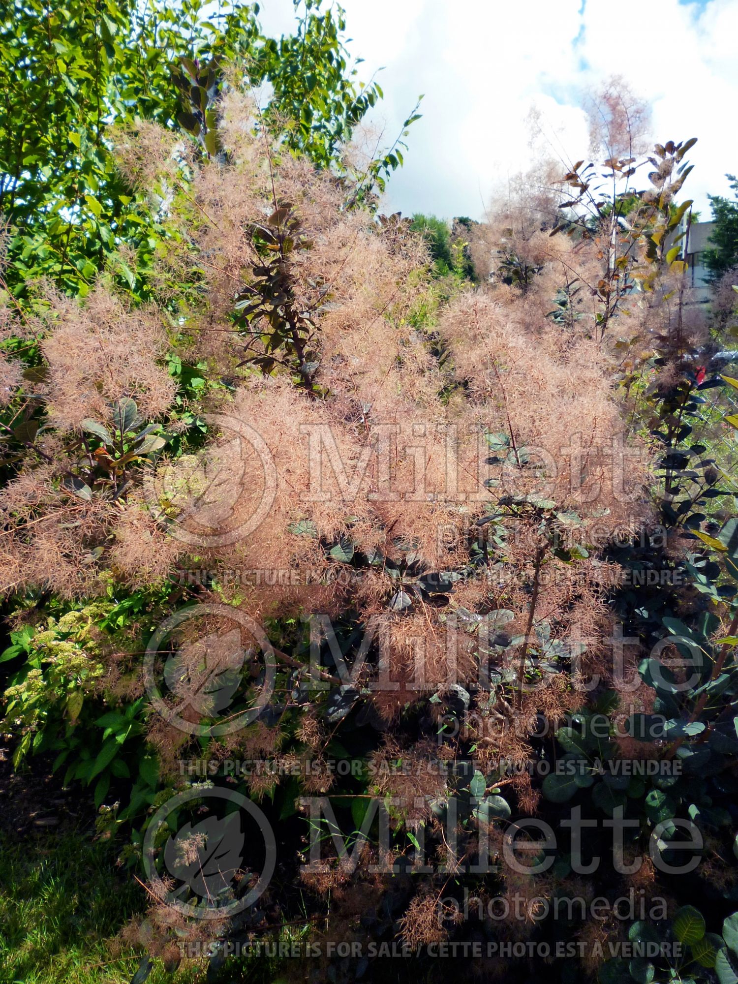 Cotinus obovatus (Purple Smoke Bush) 4