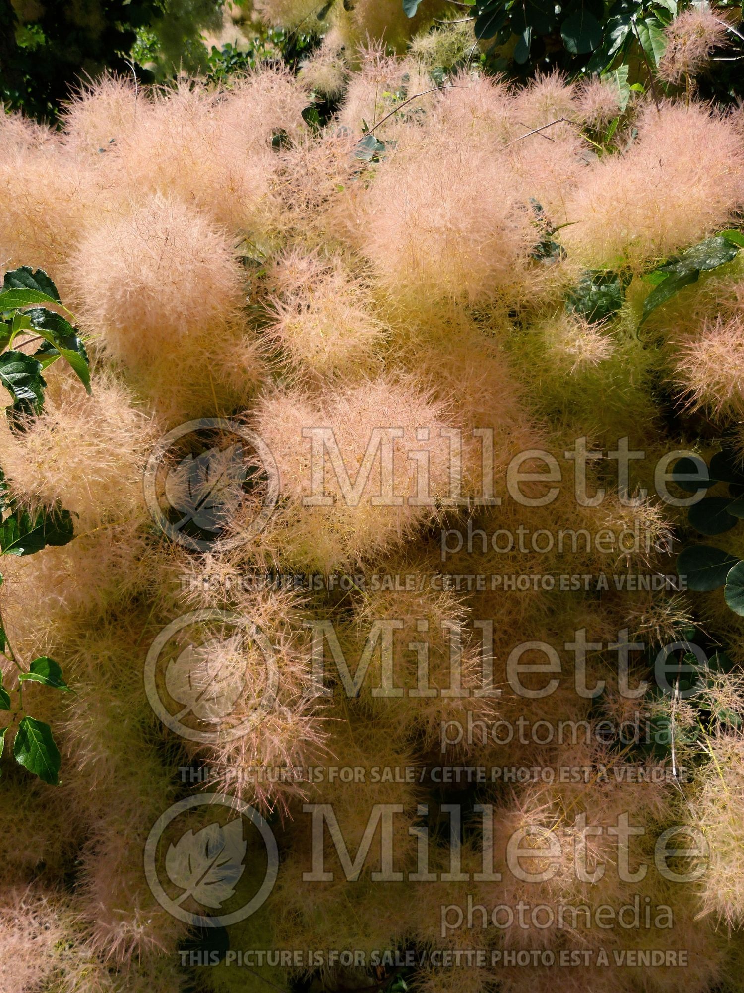 Cotinus obovatus (Purple Smoke Bush) 5