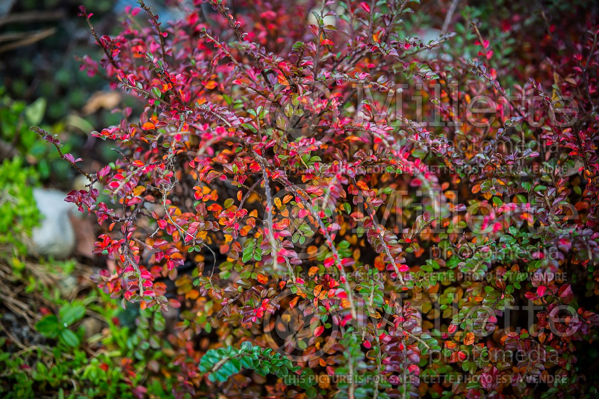 Cotoneaster Tom Thumb (Cranberry Cotonéastre) 7