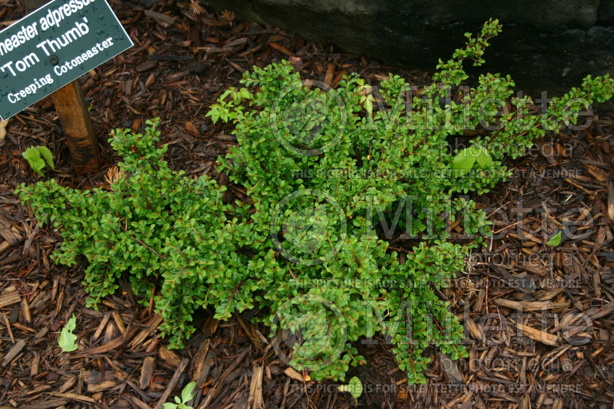 Cotoneaster Tom Thumb (Cranberry Cotonéastre) 5