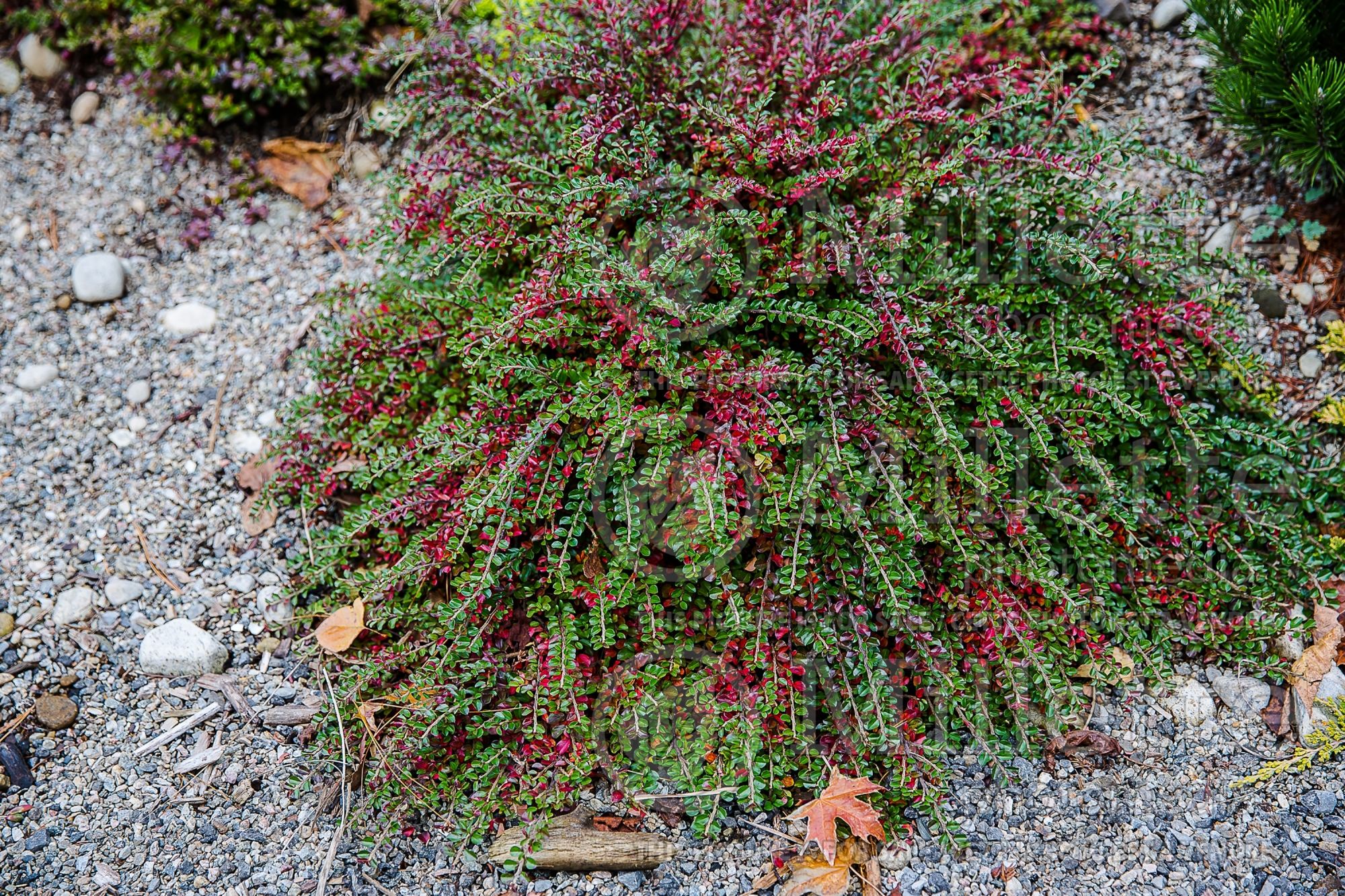 Cotoneaster Tom Thumb (Cranberry Cotonéastre) 6
