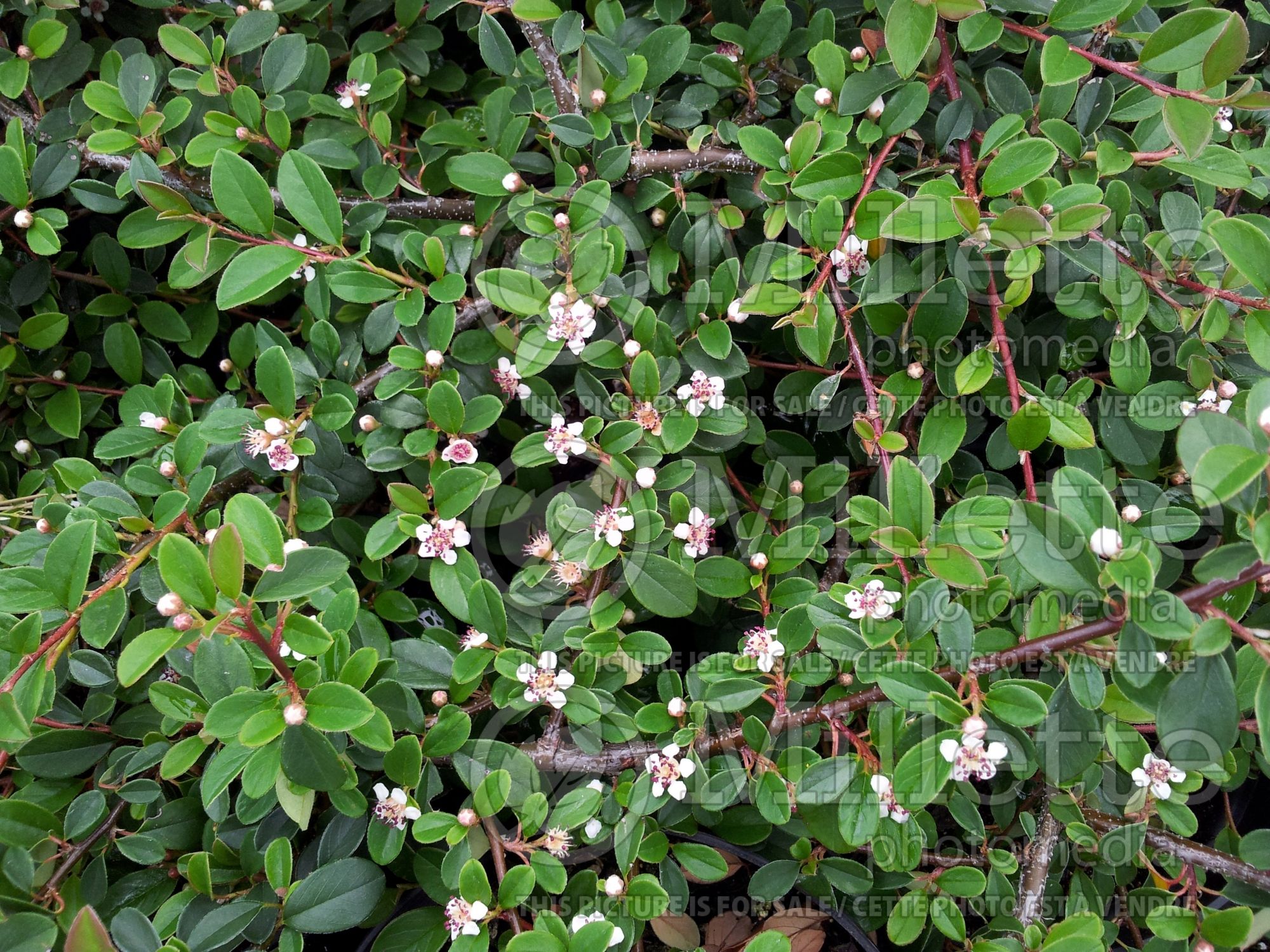 Cotoneaster Oakwood (Cranberry) 1