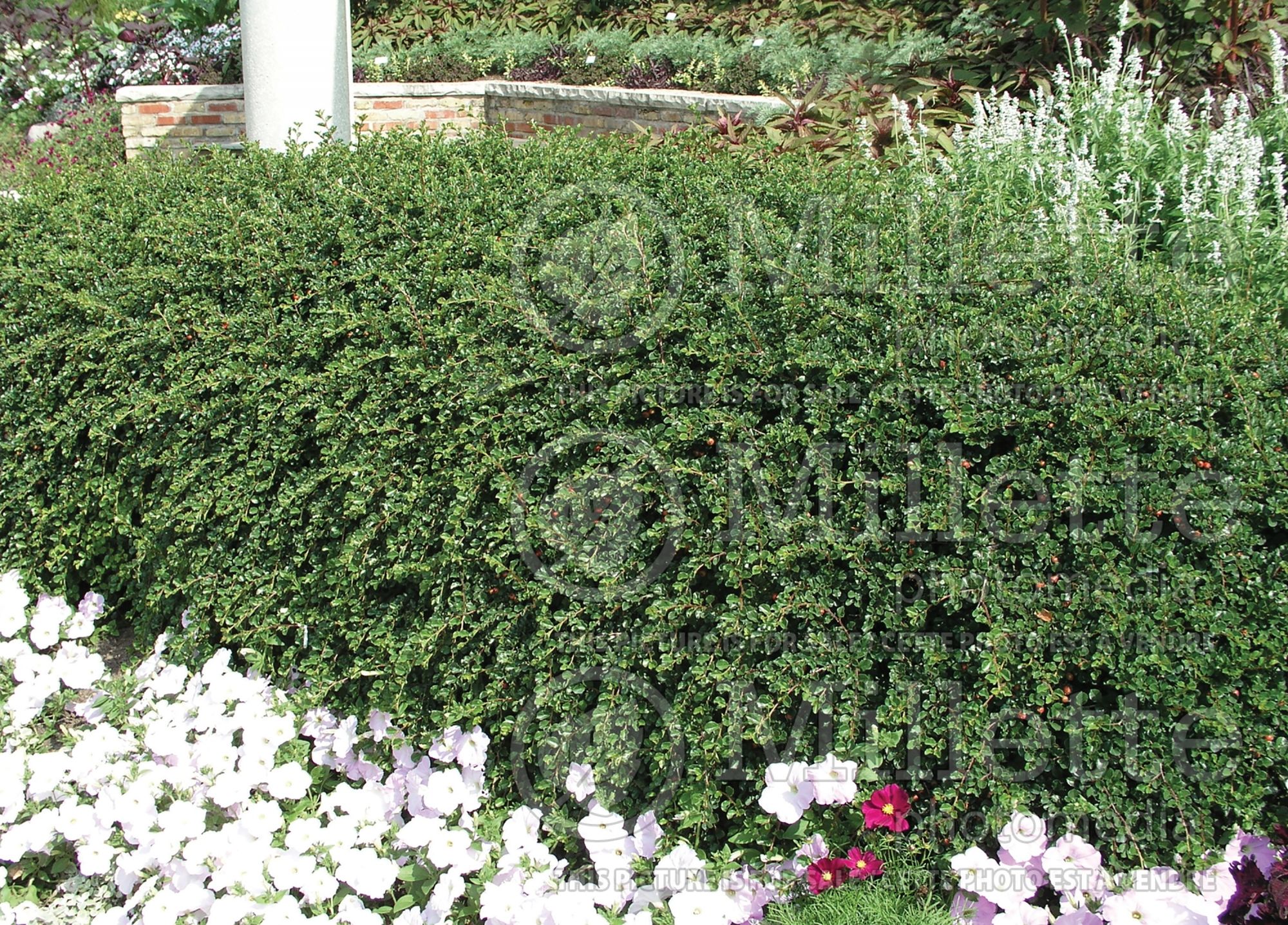 Cotoneaster – hedge 1