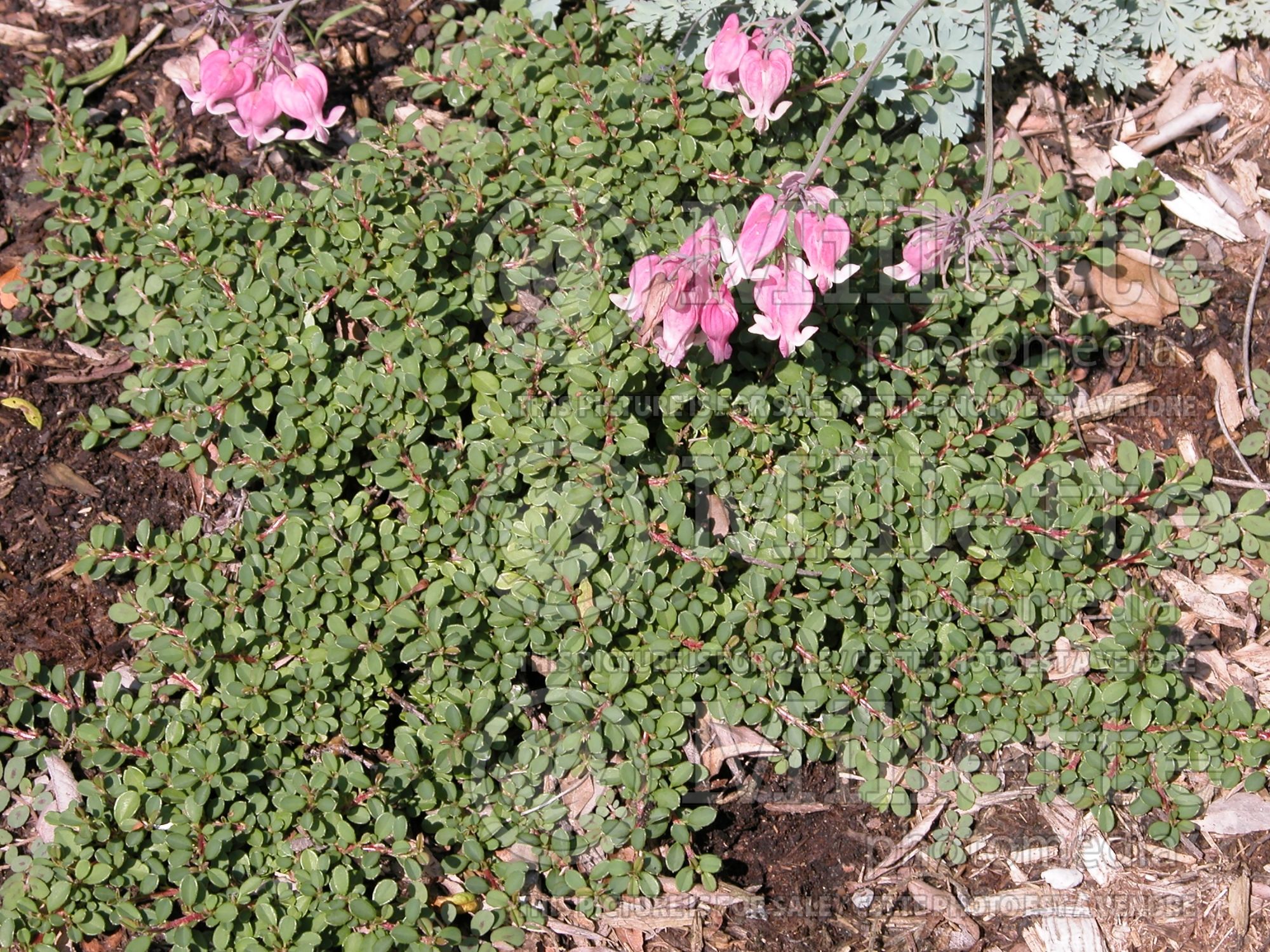 Cotoneaster Tom Thumb (Cranberry Cotonéastre) 3