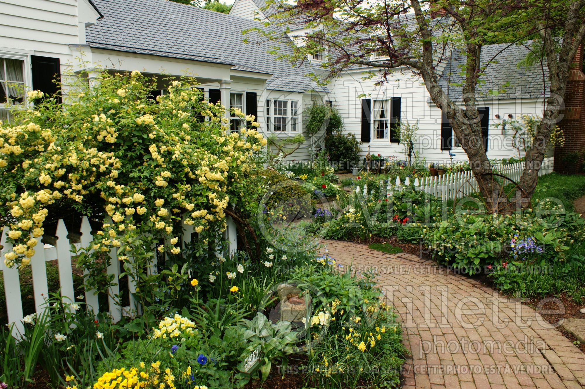 Cottage garden entry 1