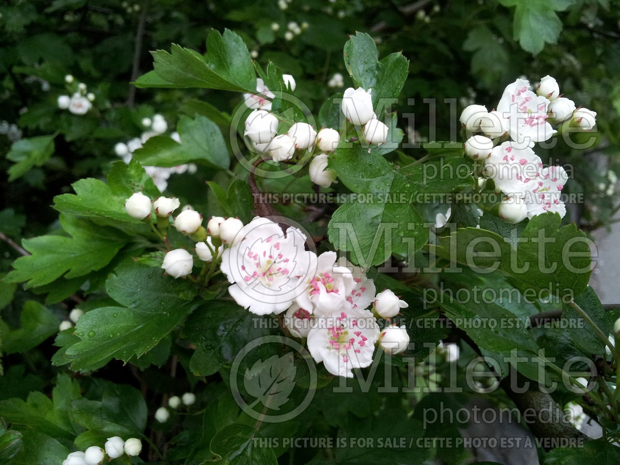 Crataegus monogyna (Hawthorn) 1