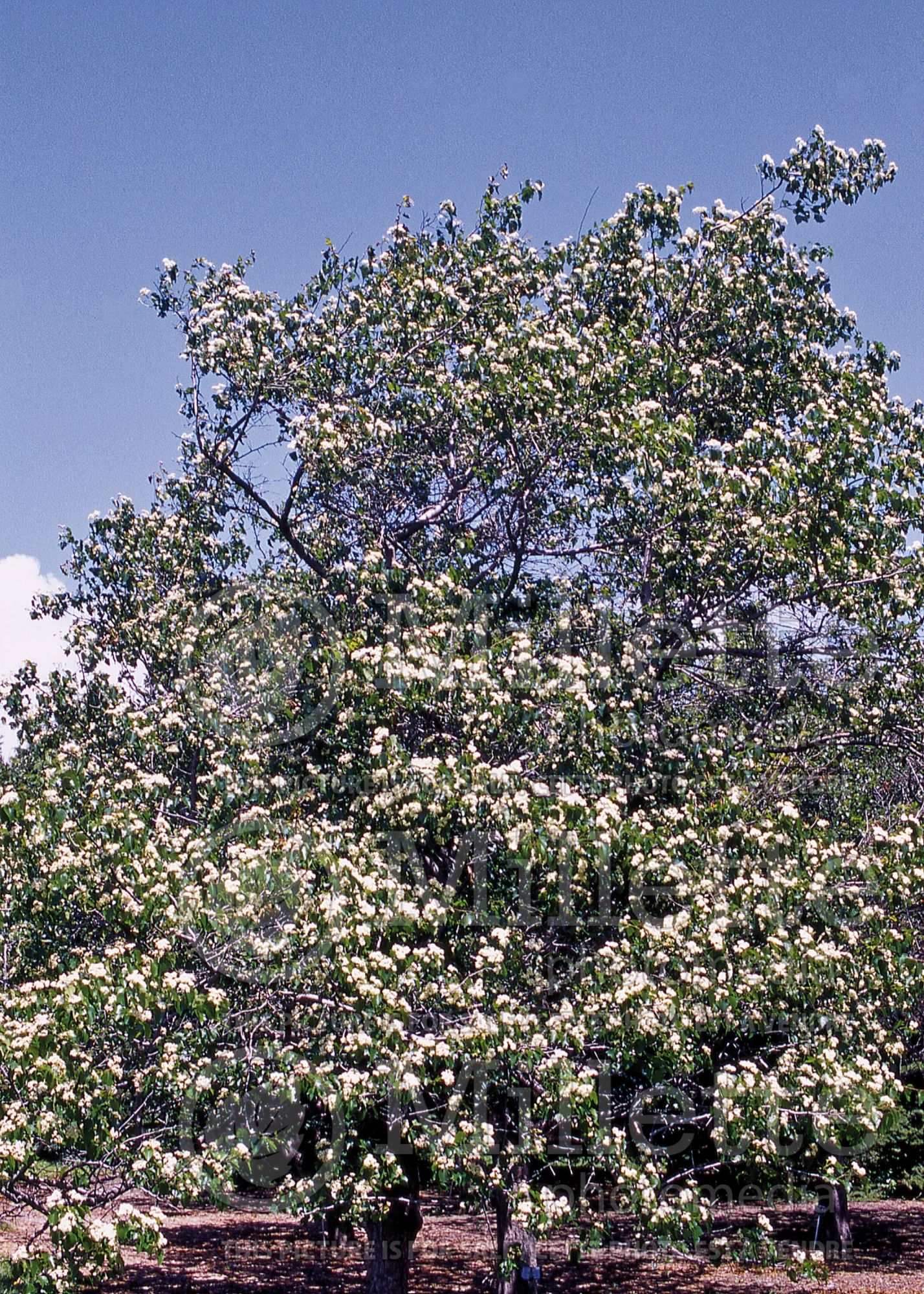 Crataegus phaenopyrum (Washington hawthorn) 2