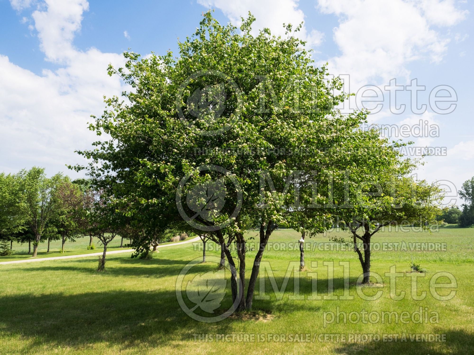 Crataegus phaenopyrum (Washington hawthorn) 5