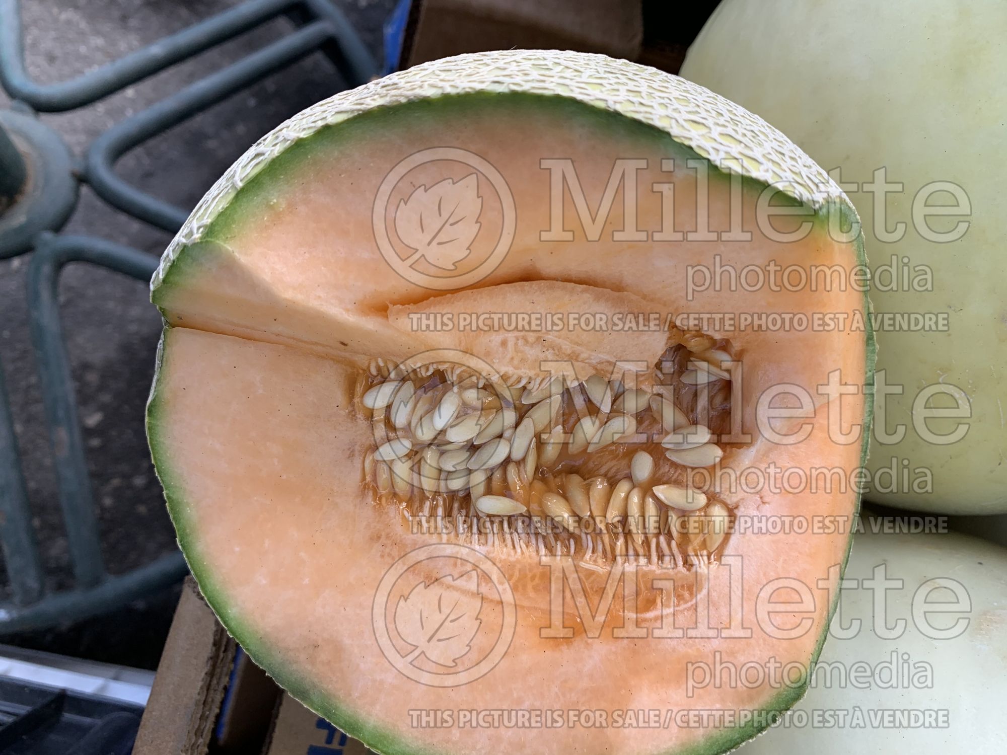 Cucumis melo (cantaloupe, Muskmelon) 6