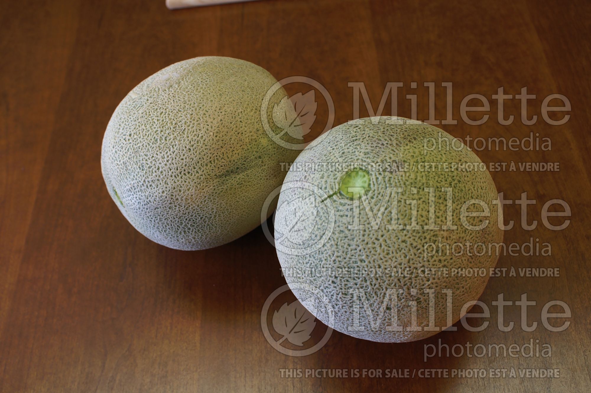Cucumis melo var. cantalupensis (cantaloupe, Muskmelon) 2