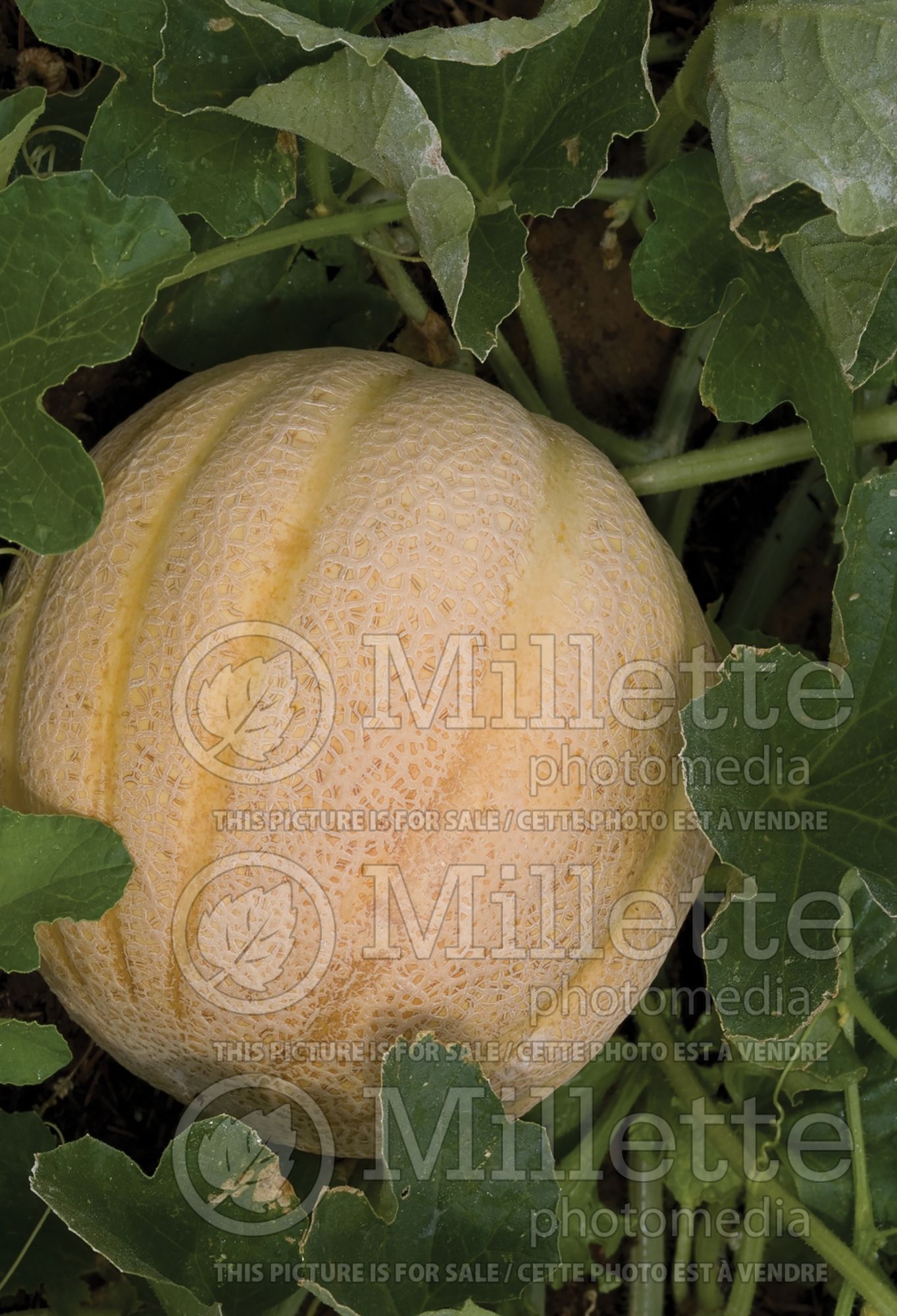 Cucumis melo var. cantalupensis (cantaloupe, Muskmelon) 6
