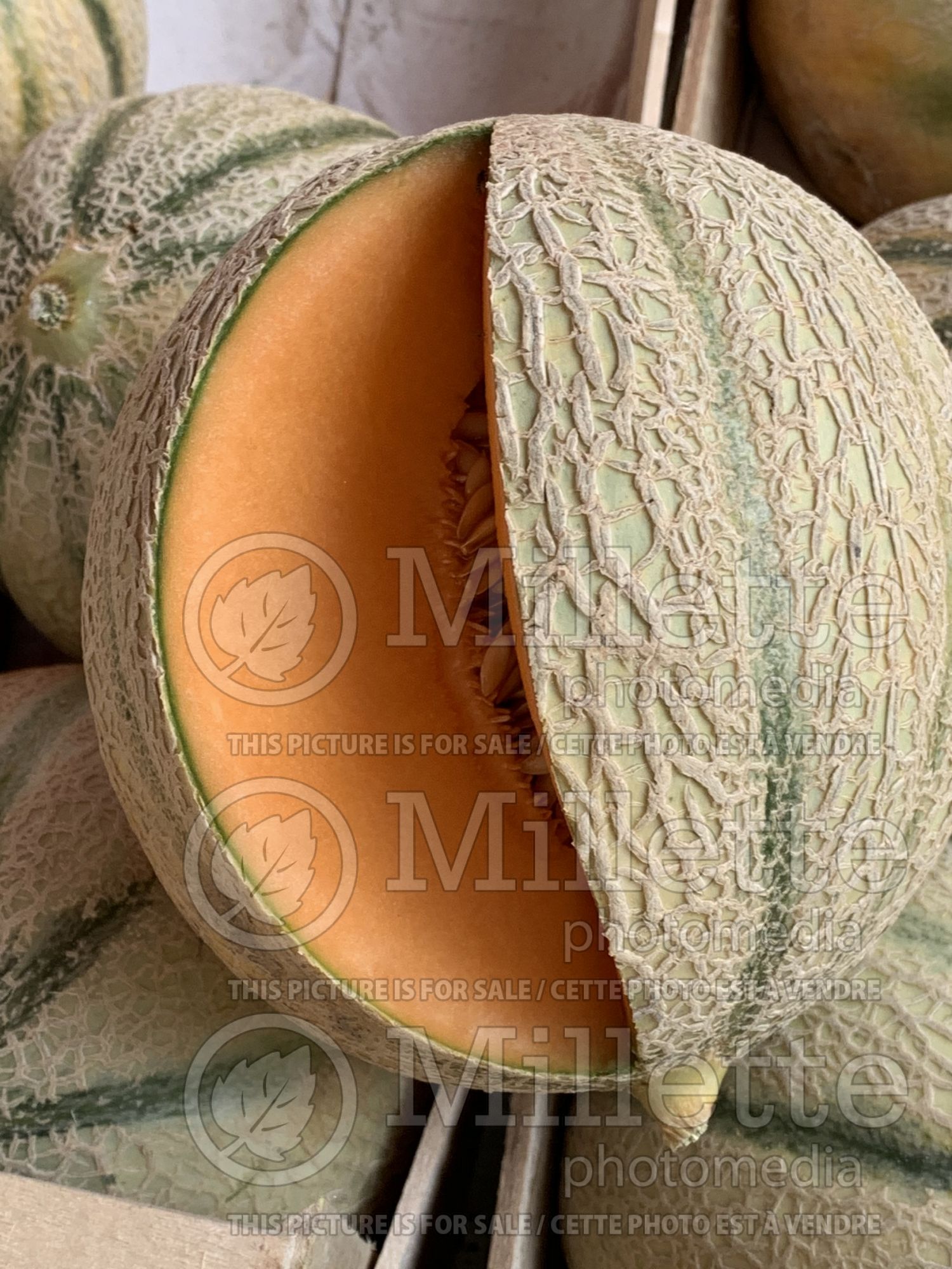 Cucumis melo var. cantalupensis (cantaloupe, rockmelon) 1