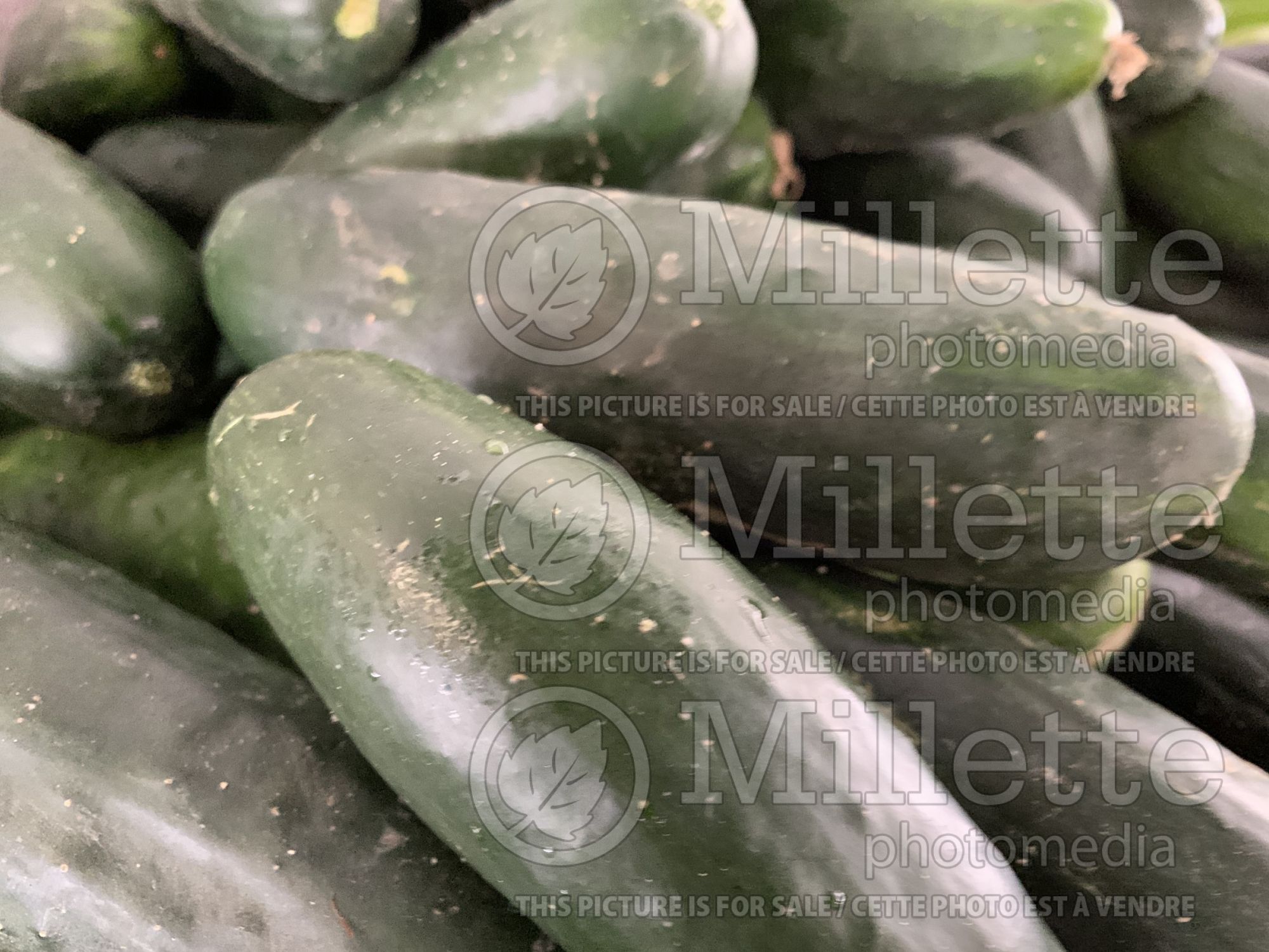 Cucumis sativus (Cucumber vegetable) 3