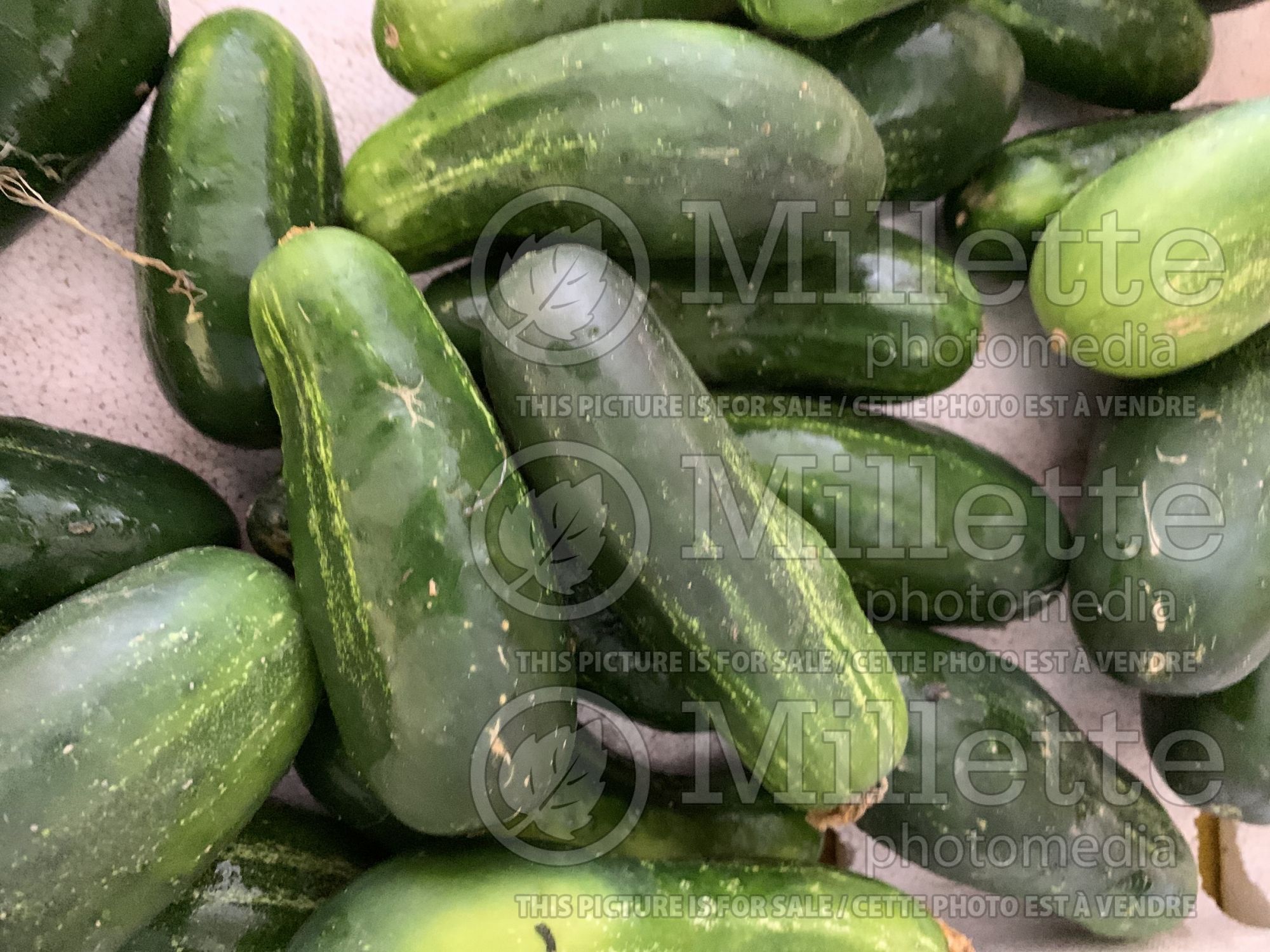Cucumis sativus (Cucumber vegetable) 4
