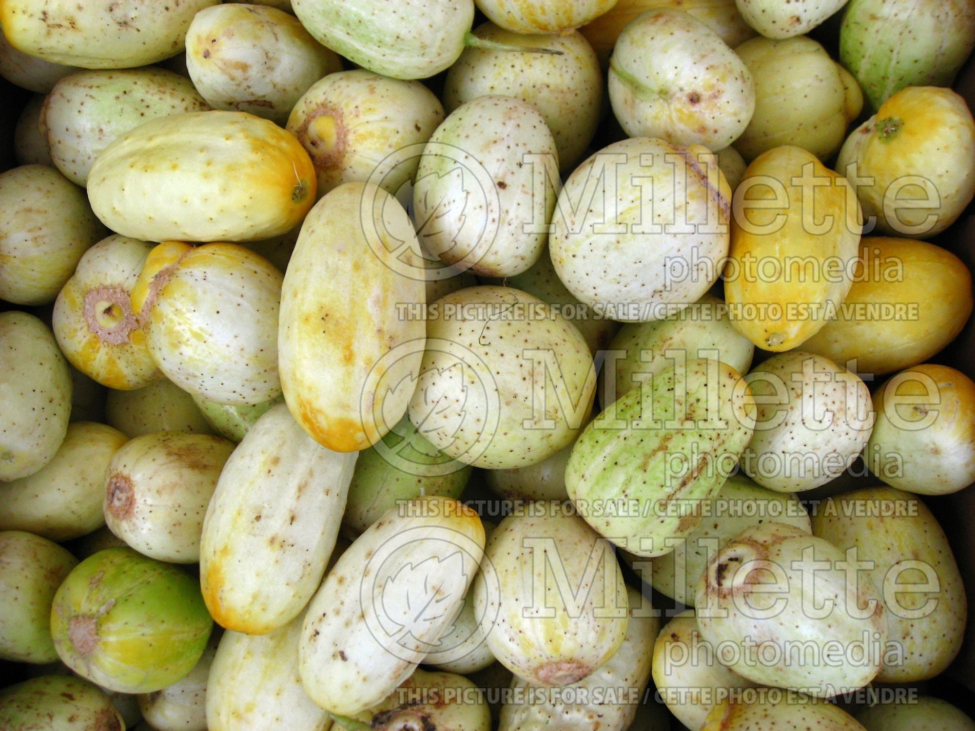 Cucumis Lemon (Cucumber vegetable) 2