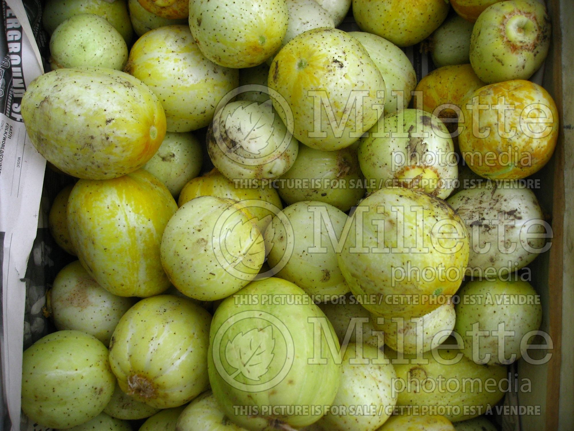 Cucumis Lemon (Cucumber vegetable) 3