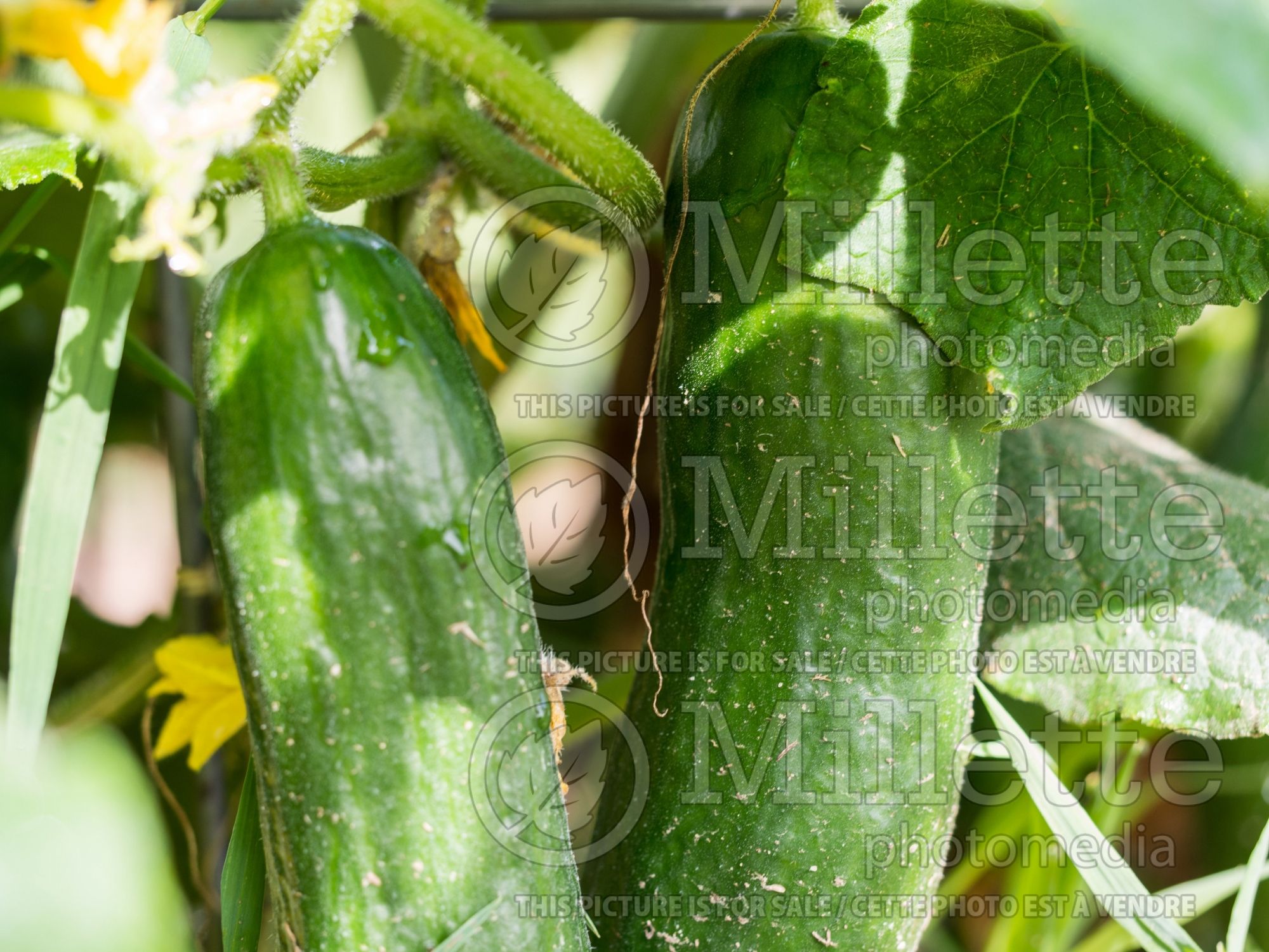 Cucumis Muncher (Cucumber vegetable) 1