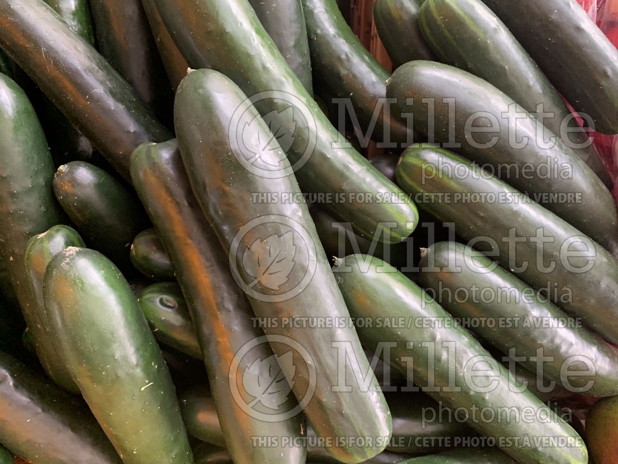 Cucumis sativus (pickles vegetable) 1