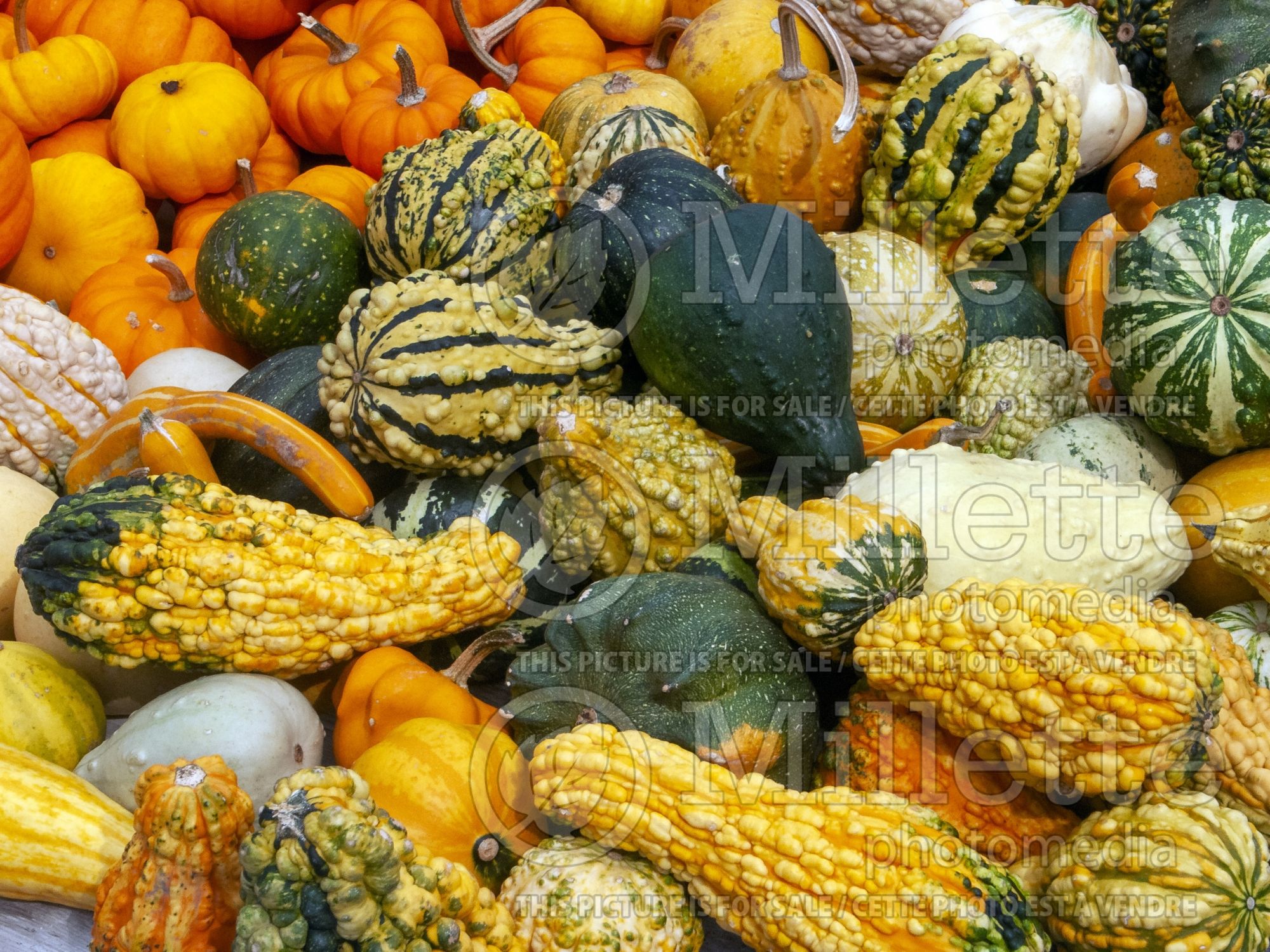 Cucurbita pepo Mix (Squash crookneck Zucchini courgette gourd vegetable) 12