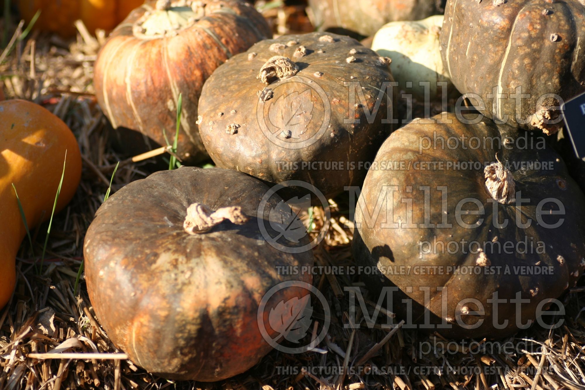 Cucurbita Burgess Buttercup (Winter Squash) 1
