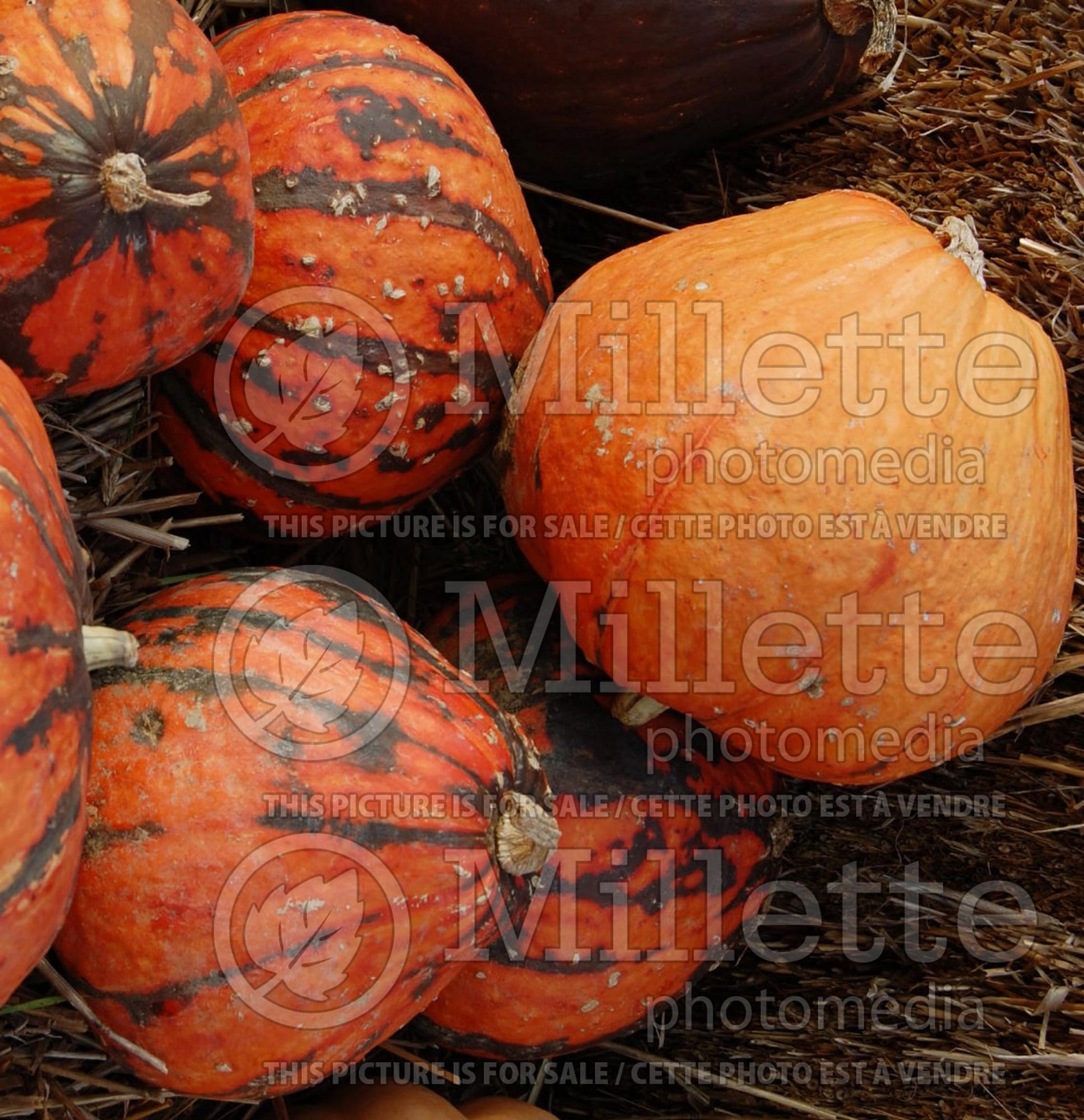 Cucurbita Lakota (Pumpkin, Winter Squash) 1