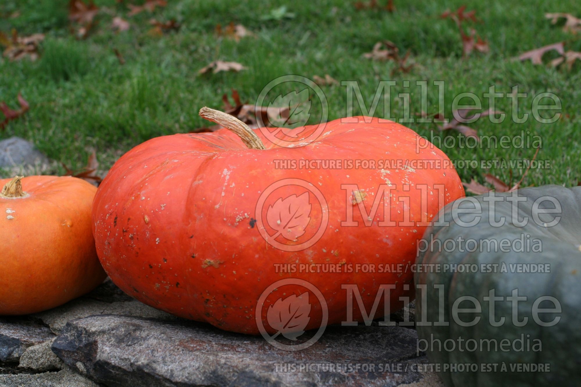 Cucurbita Rouge vif d'Étampes (winter squash Pumpkin) 6