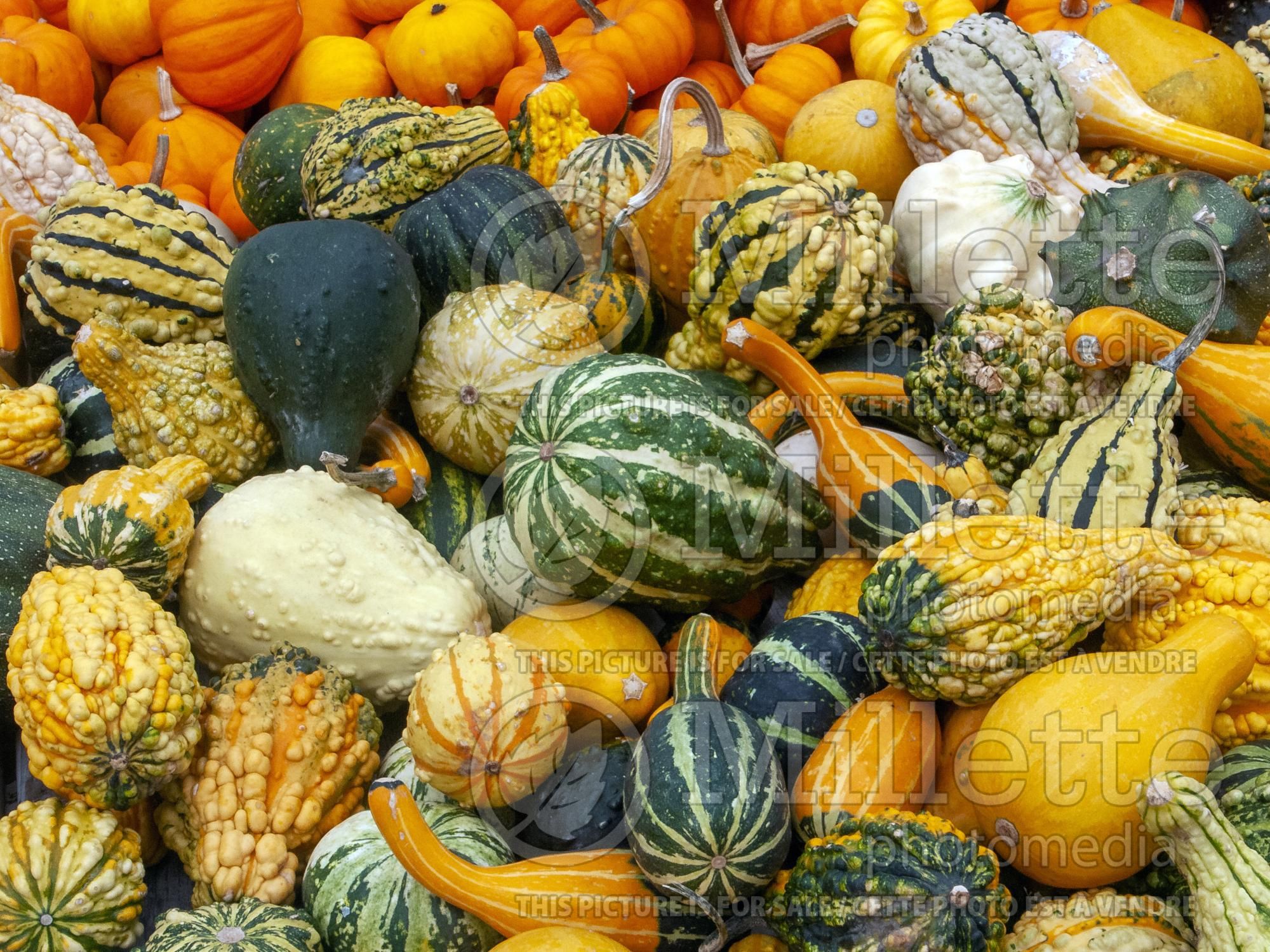 Cucurbita pepo Mix (Zucchini courgette légumes) 13