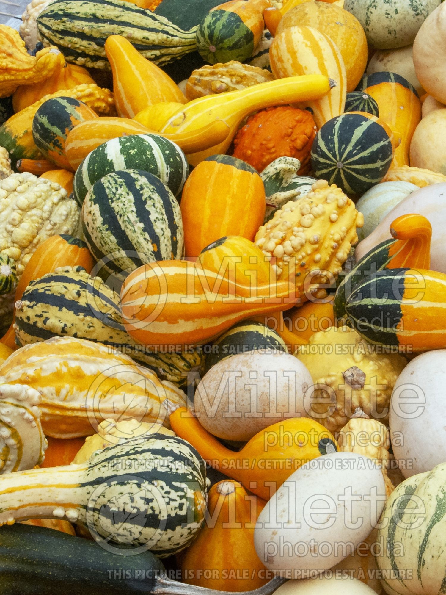 Cucurbita pepo (Squash crookneck Zucchini courgette gourd vegetable) 14