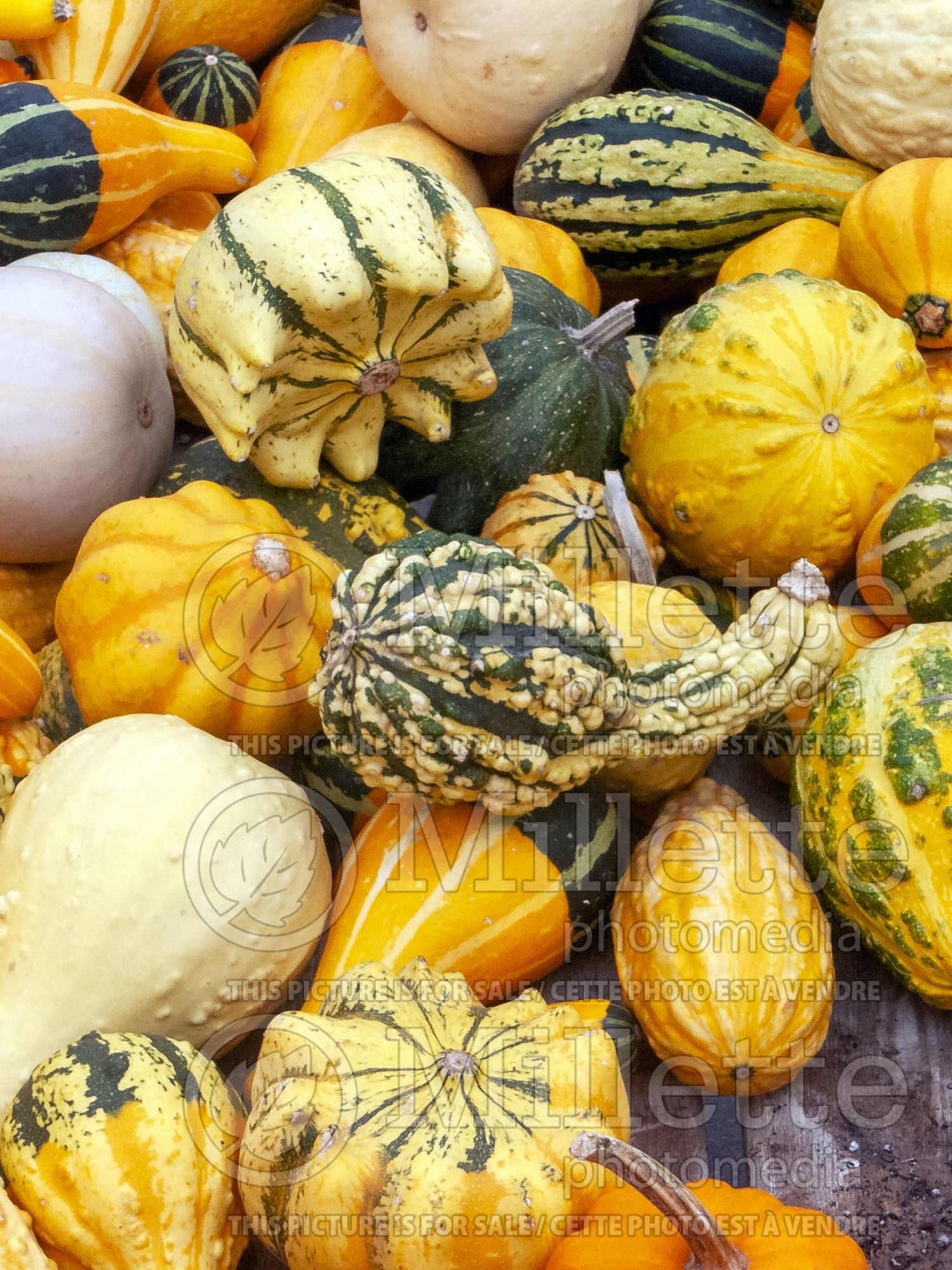 Cucurbita pepo (Squash crookneck Zucchini courgette gourd vegetable) 15