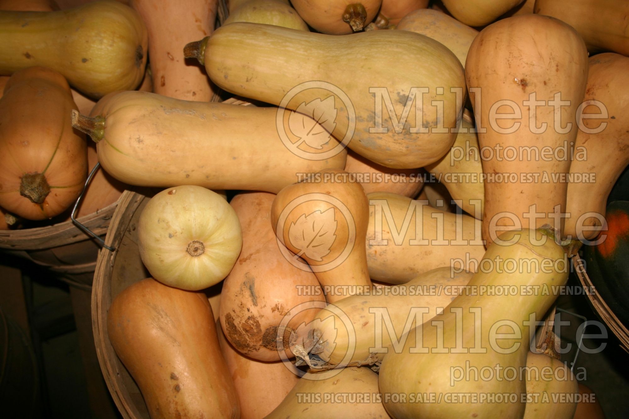 Cucurbita Butternut (Winter Squash butternut pumpkin or gramma)