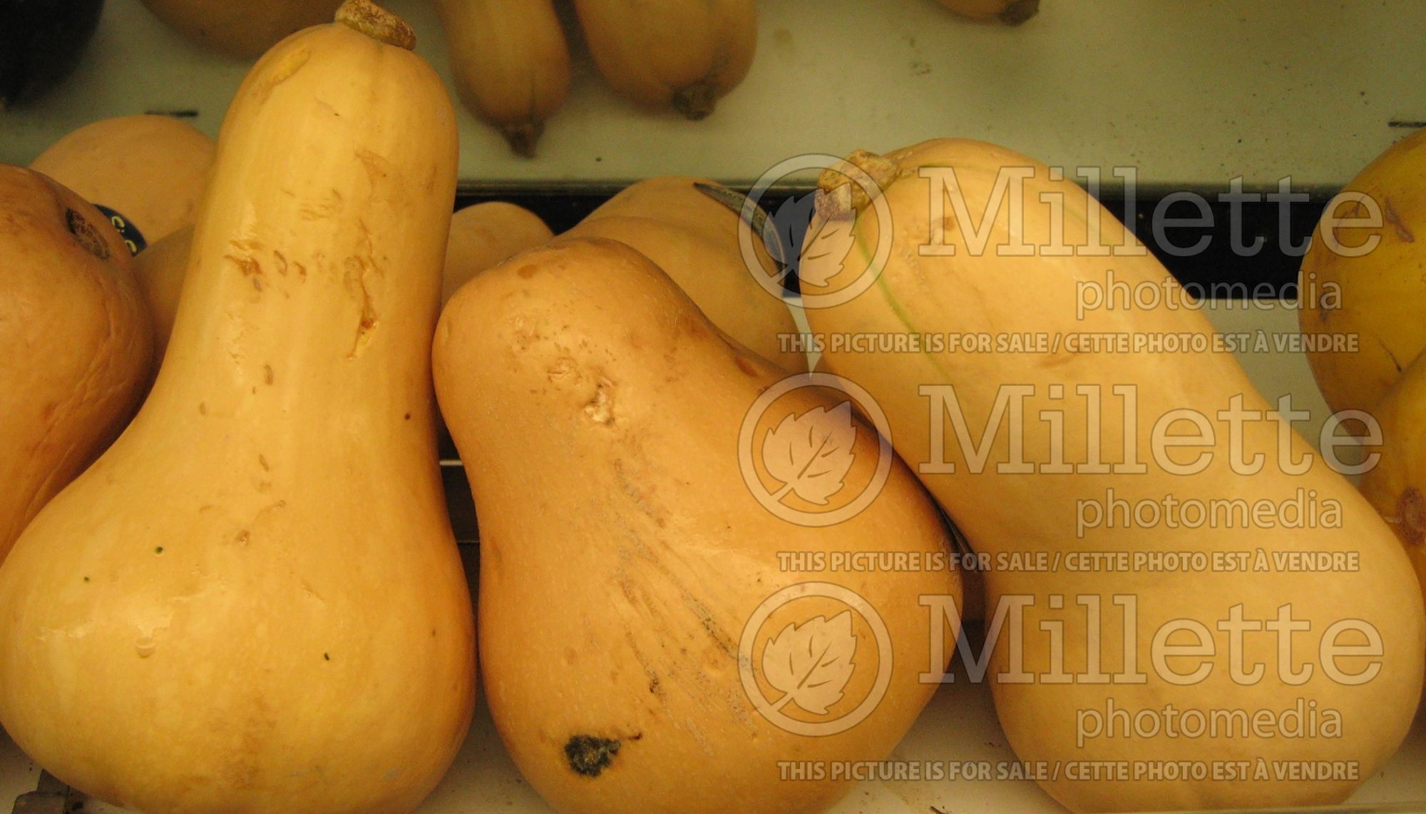 Cucurbita Butternut (Winter Squash butternut pumpkin or gramma) 2