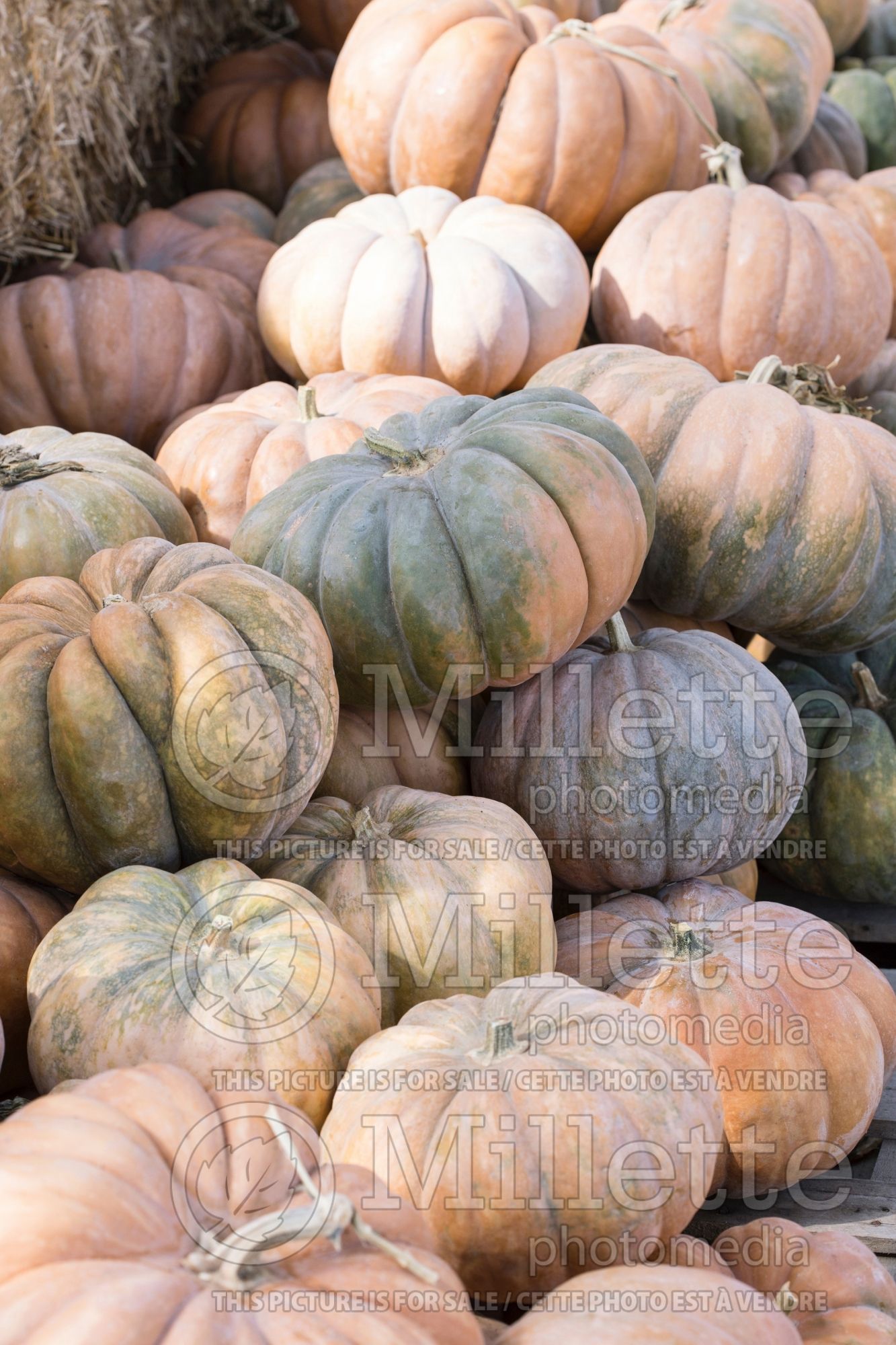 Cucurbita Fairytale (Pumpkin, Winter Squash) 1