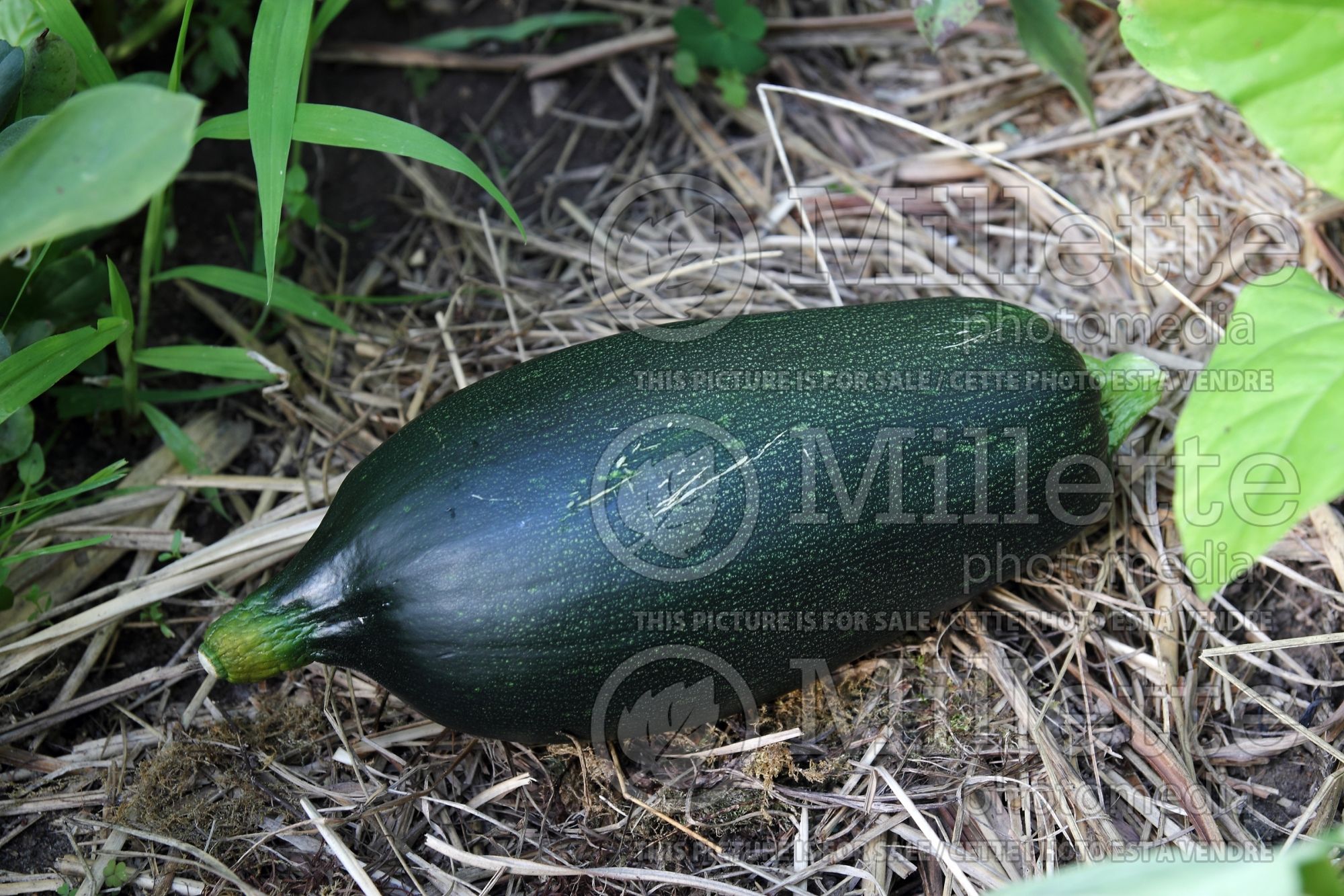 Curcubita Ambassador (Squash crookneck Zucchini courgette gourd vegetable) 1