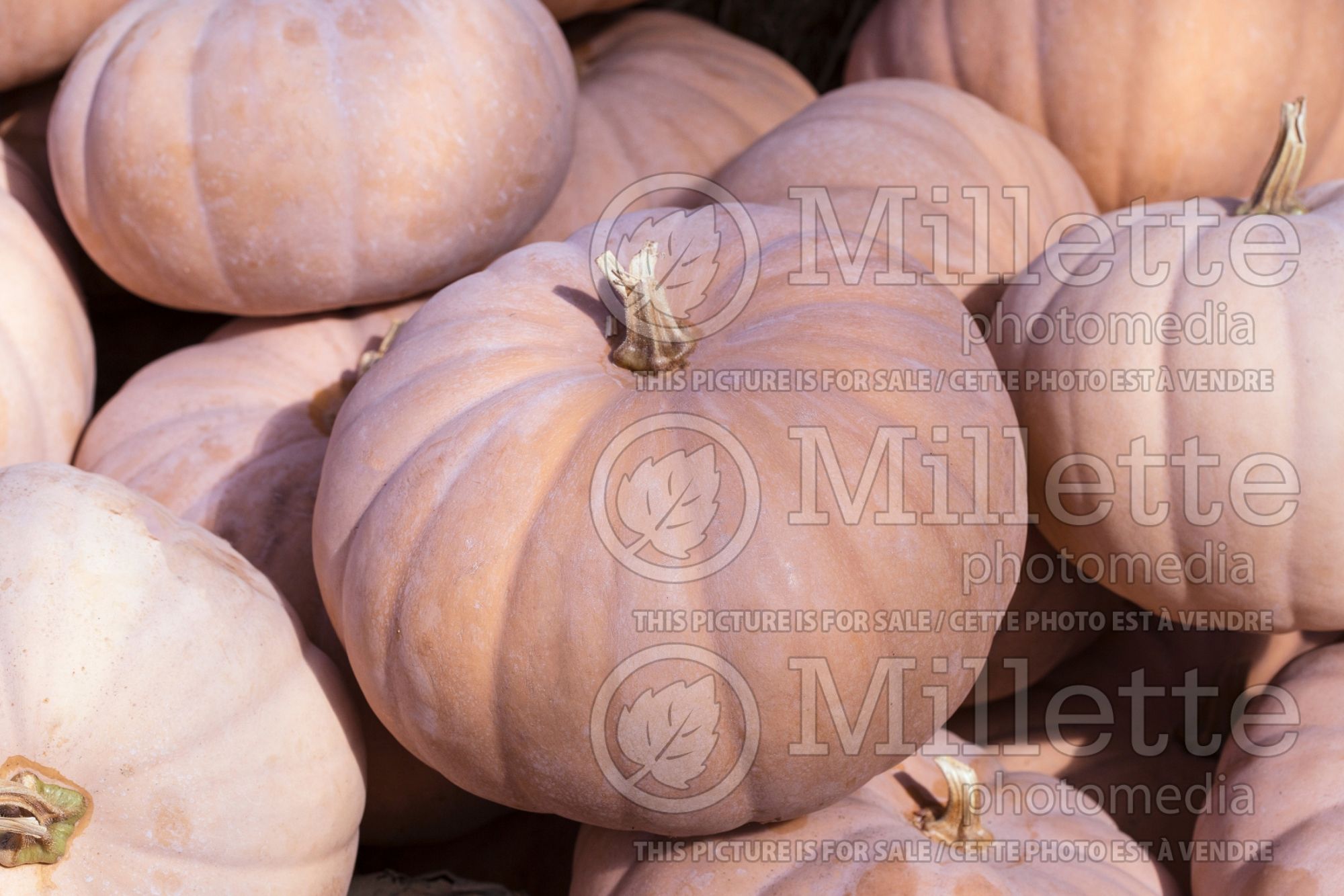 Cucurbita Cheddar (Pumpkin) 1