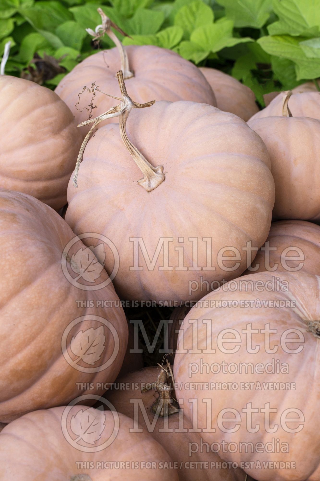 Cucurbita Cheddar (Pumpkin) 2