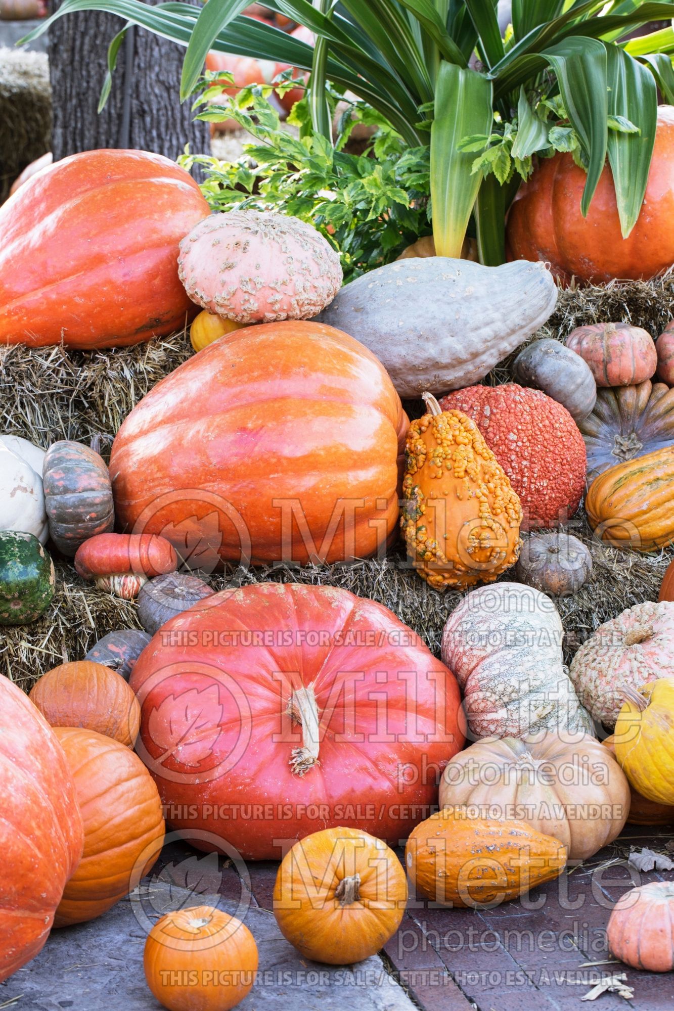 Cucurbita pepo Mix (Squash Zucchini courgette gourd vegetable) 2