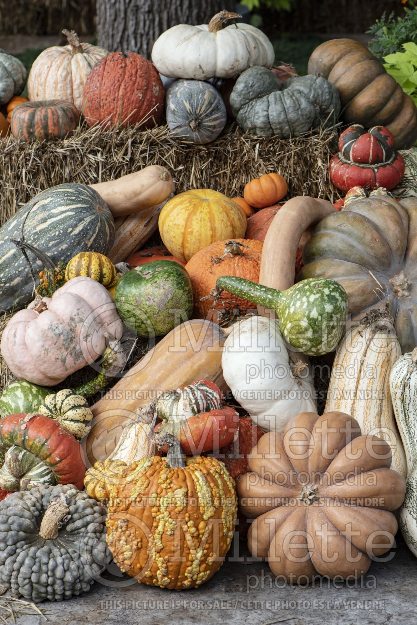 Cucurbita pepo Mix (Squash Zucchini courgette gourd vegetable) 4