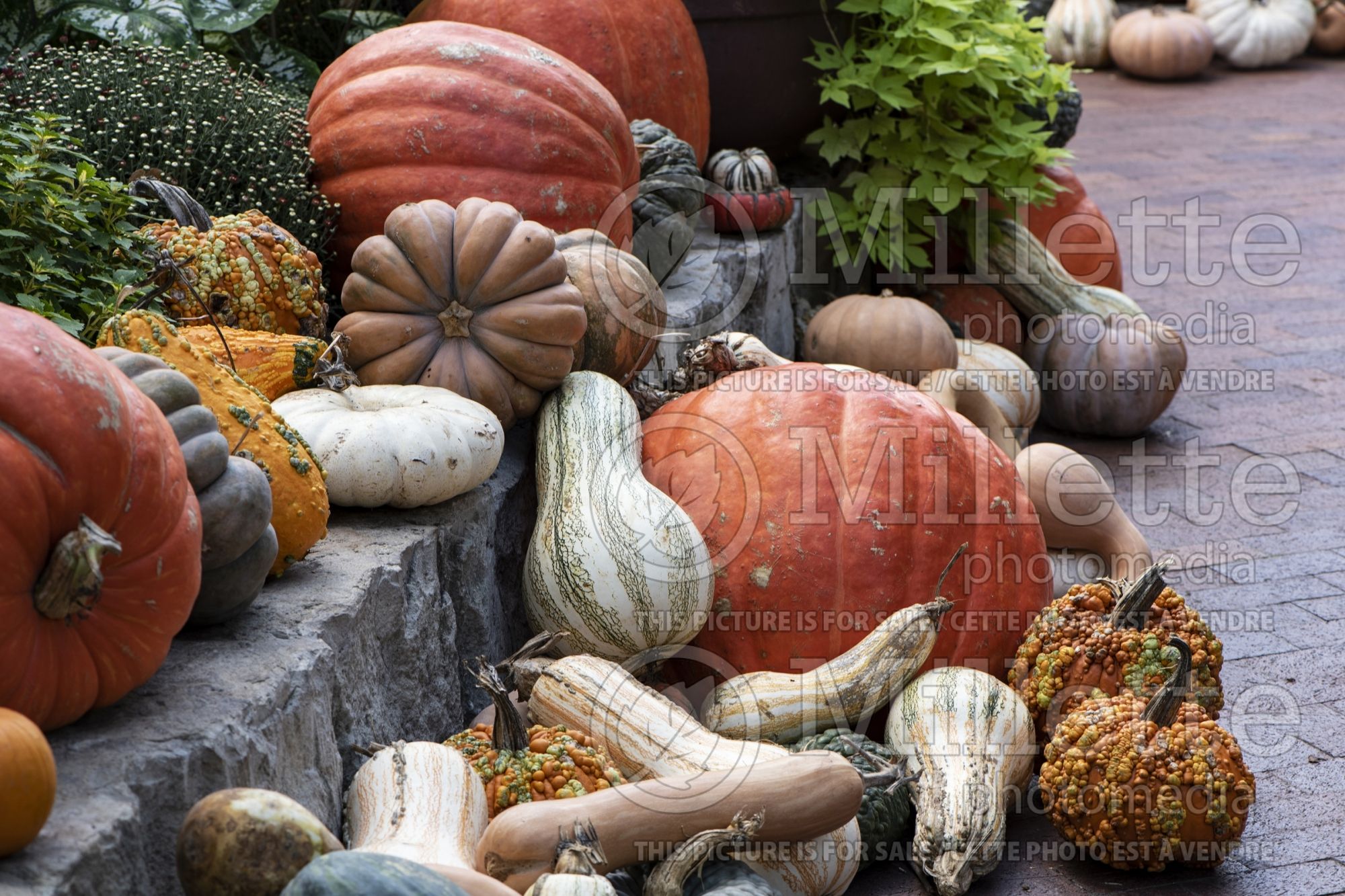 Cucurbita pepo Mix (Squash Zucchini courgette gourd vegetable) 3