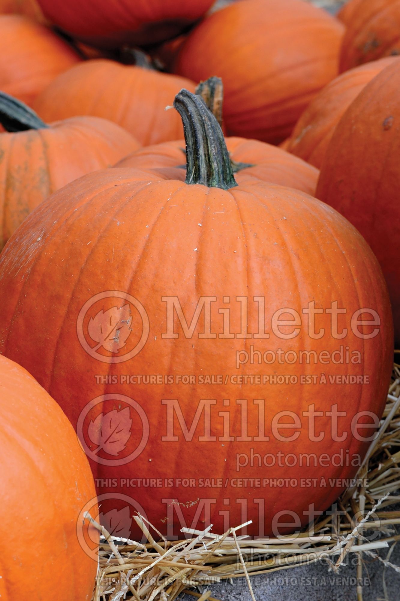 Cucurbita Jack O Lantern (pumpkin vegetable) 1