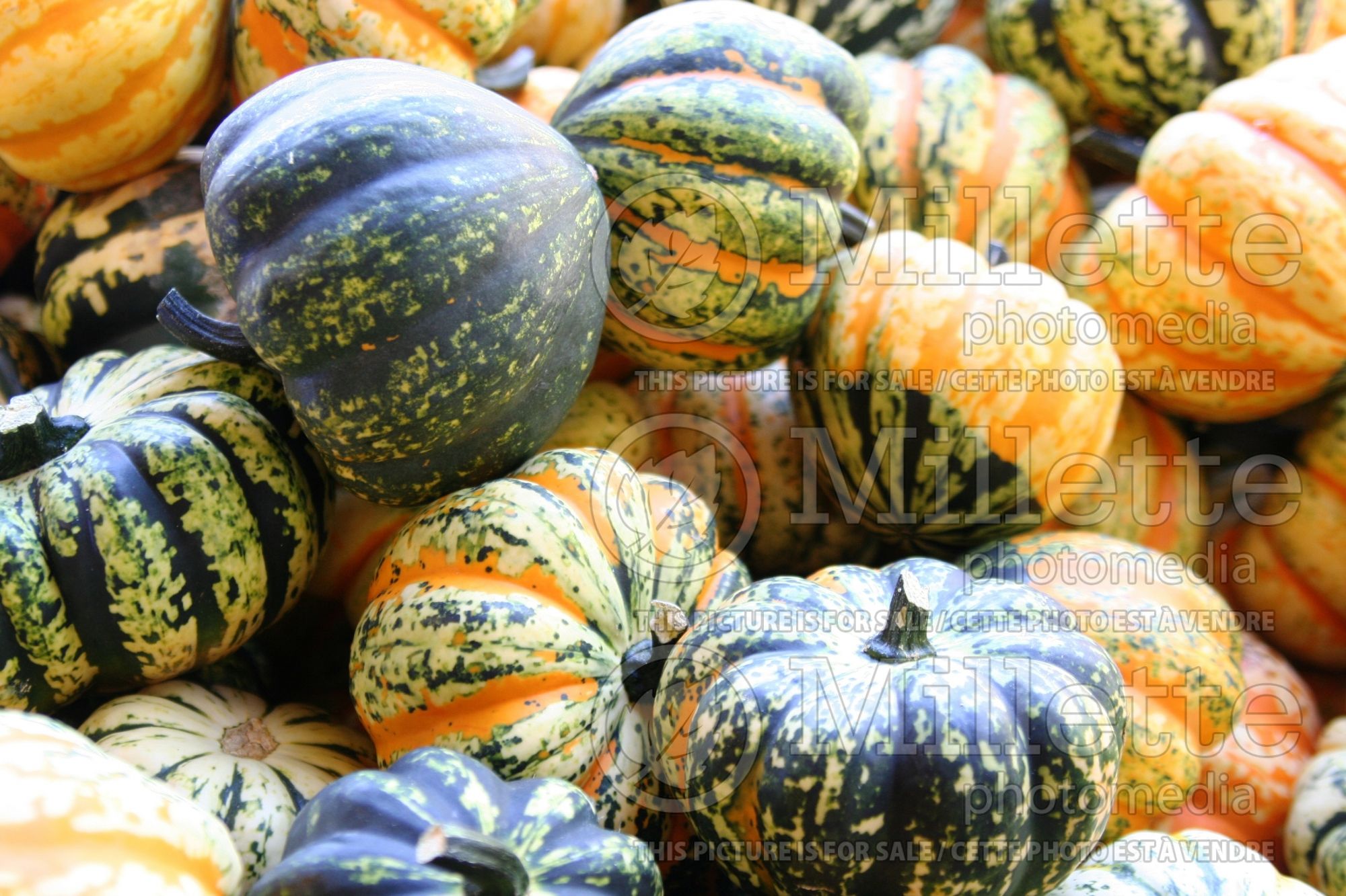 Cucurbita pepo Mix (Squash Zucchini courgette gourd vegetable) 7