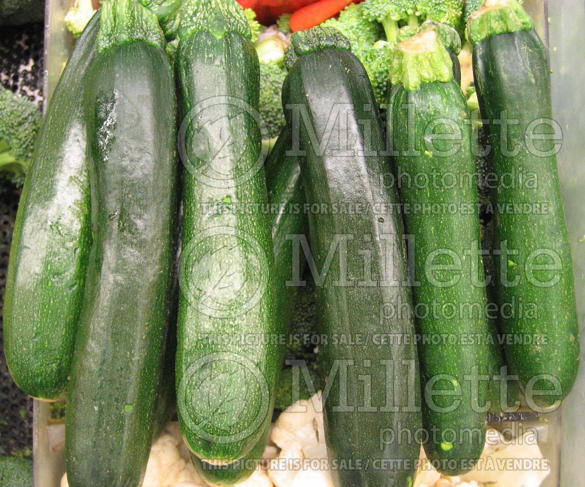 Cucurbita pepo (Squash Zucchini) 1
