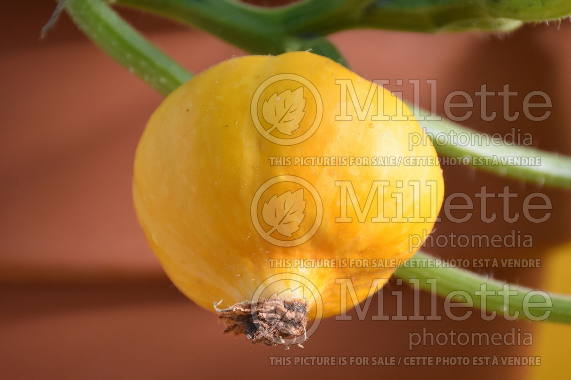 Cucurbita Lemon Drop (Pumpkin, Summer Squash) 1