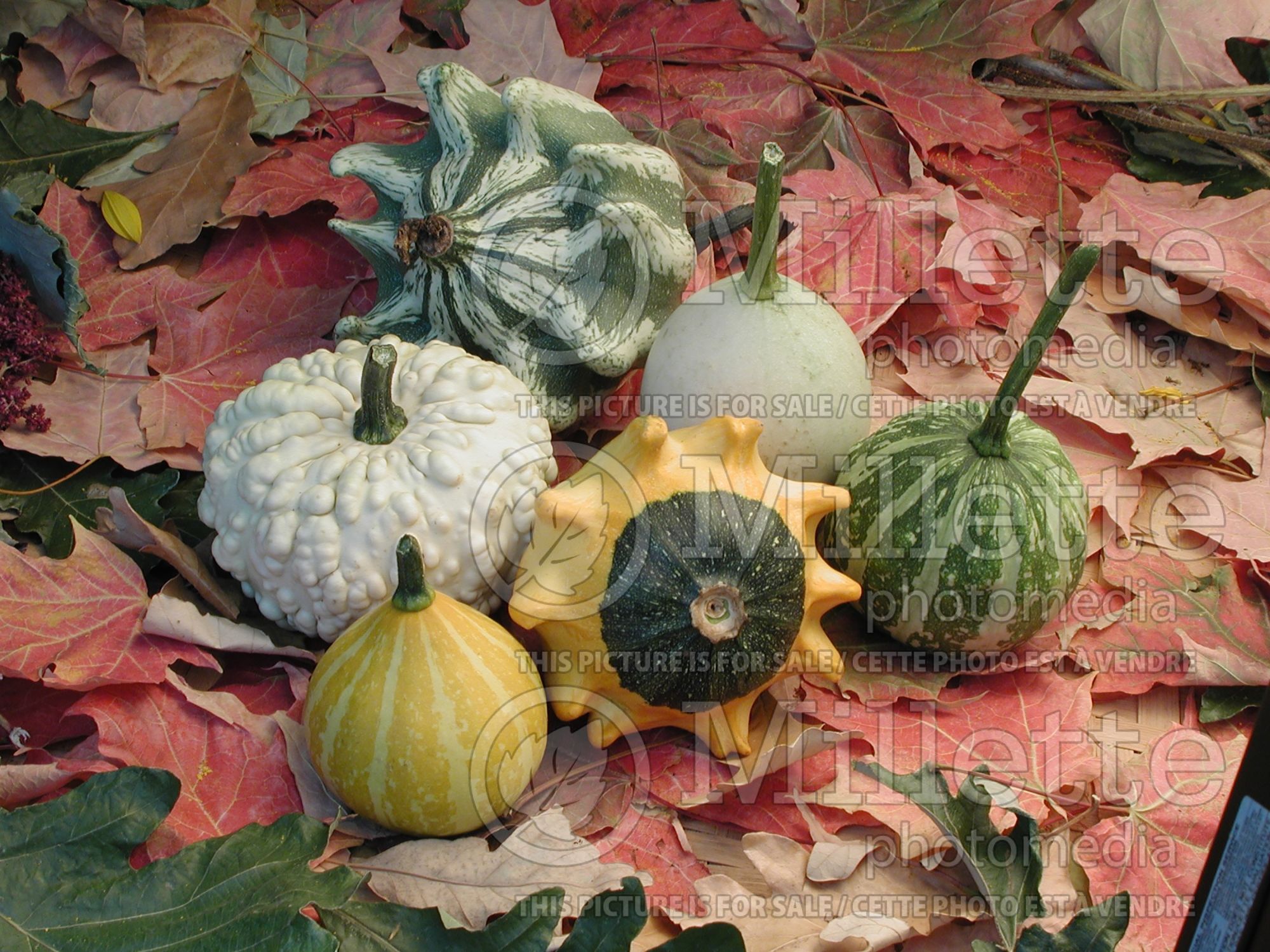 Cucurbita pepo Mix (Squash Zucchini courgette gourd vegetable) 8